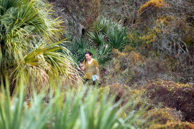 A woman walks through the Hypoluxo Scrub Natural Area in Hypoluxo on Thursday, Feb. 12, 2026. (Amy Beth Bennett / South Florida Sun Sentinel)