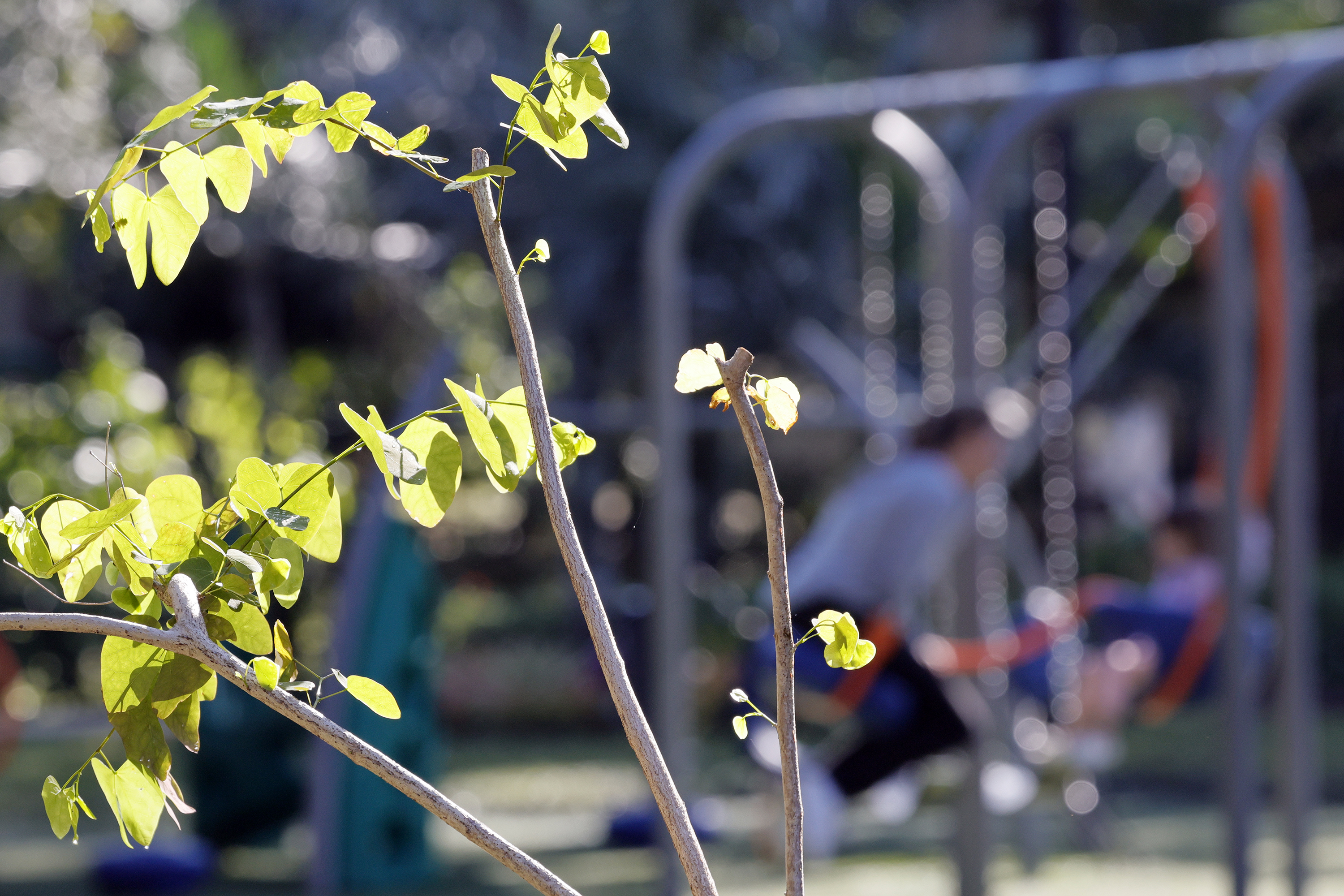 Small trees are shown planted near the childrenâs play area...