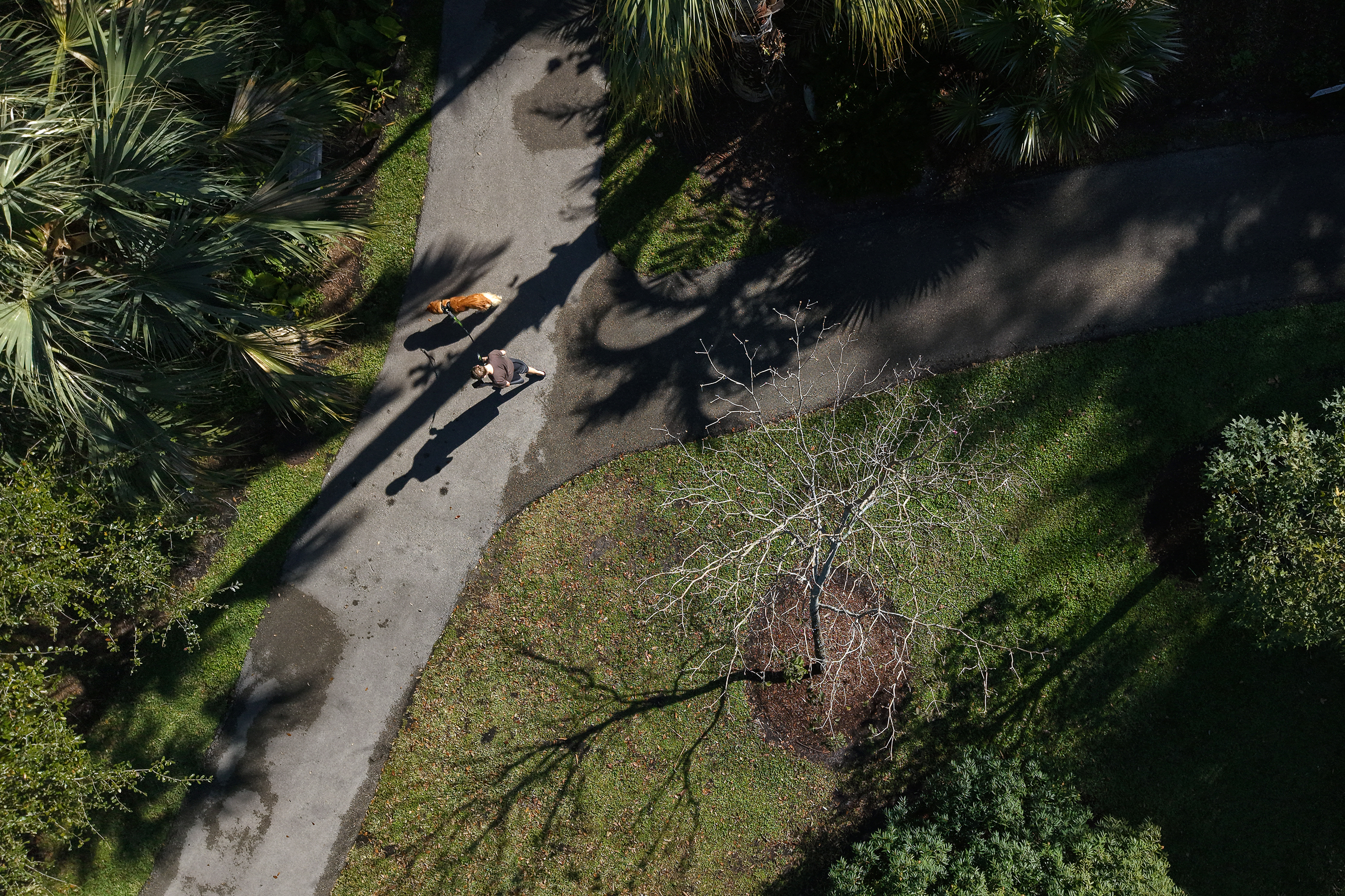 A man walks a dog along the paths at the...