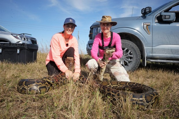 Tanya Toutant, left, and Donna Kalil pose with a large female Burmese python that they both captured and released for a telemetry study conducted by the University of Florida. (Bill Kearney/South Florida Sun Sentinel)
