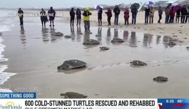 600 cold-stunned turtles rescued and rehabbed