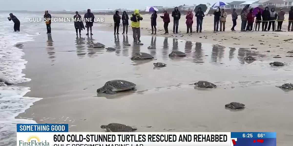 600 cold-stunned turtles rescued and rehabbed