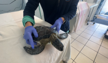 Sea turtles rescued from hypothermia in the Florida Keys – NBC 6 South Florida