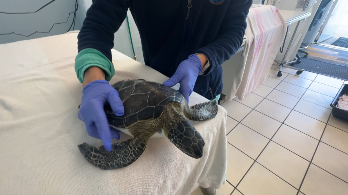 Sea turtles rescued from hypothermia in the Florida Keys – NBC 6 South Florida