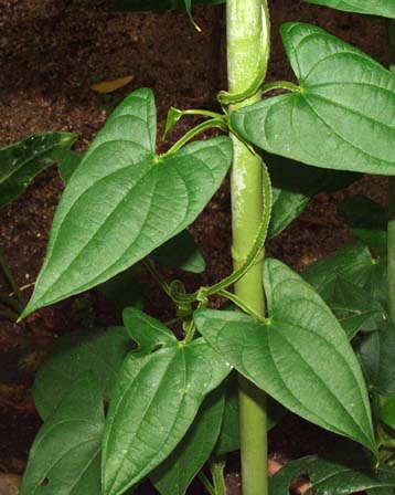 Dioscorea alata has pairs of arrow heart-shaped leaves and vines that twist around from the bottom left to the upper right of a plant or tree. (Courtesy of EatTheWeeds.com)