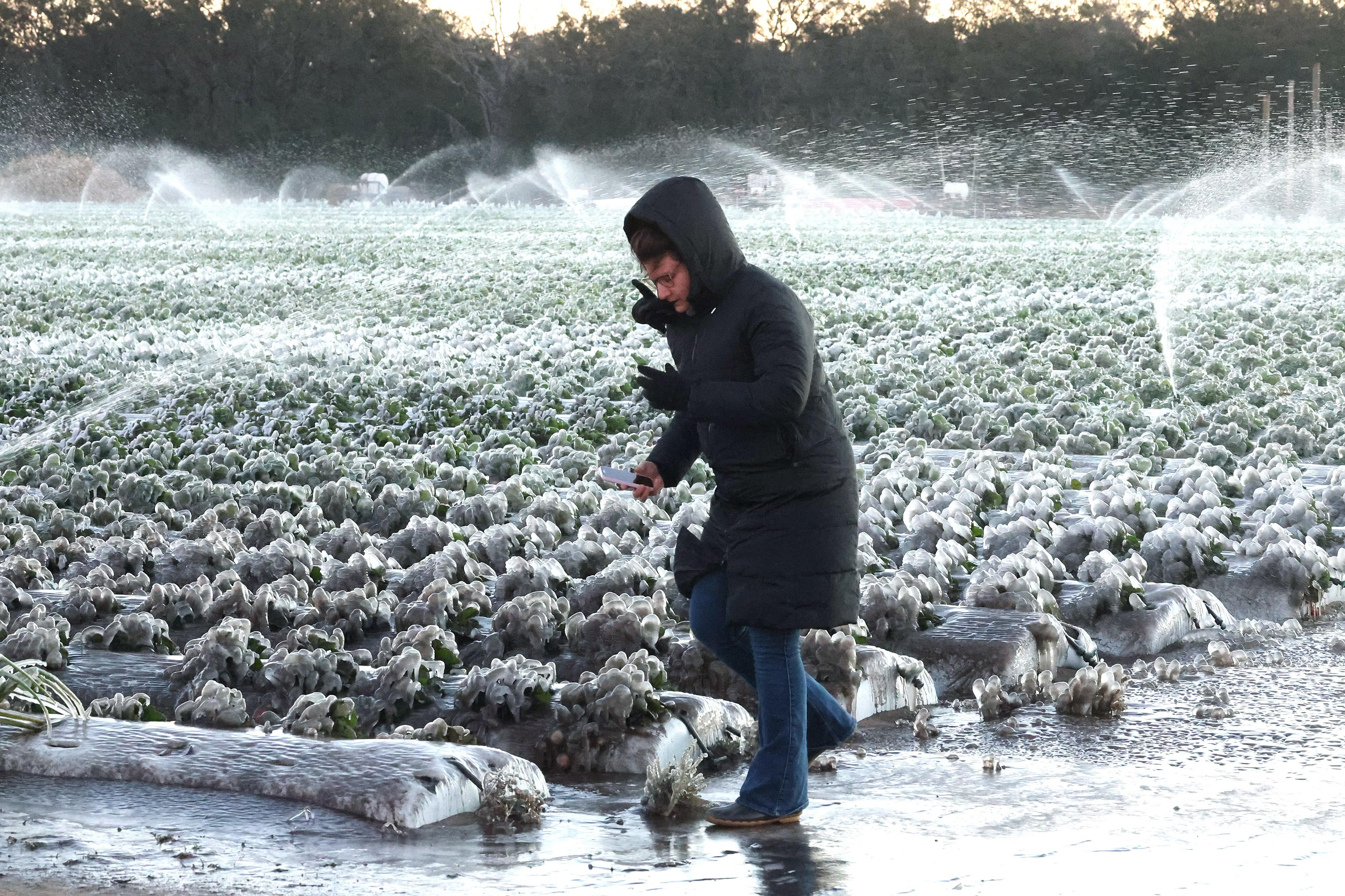 Olivia Clark walks carefully among frozen strawberry plants, with the...