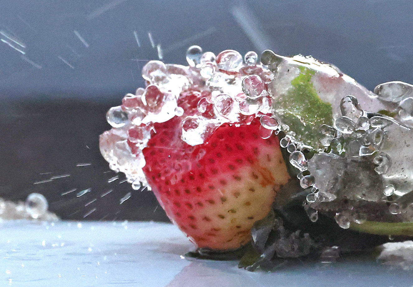 Water droplets from a sprinkler fall on a strawberry at...
