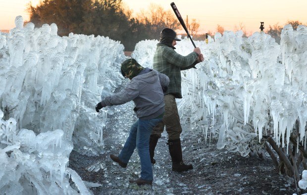 Jameson Thomas, left, and Kyle Hill bash and kick ice formations on blueberry plants at Southern Hill Farms in Clermont, Fla., Sunday, Feb. 1, 2026. Farmworkers worked throughout the night to irrigate fields of strawberries, blueberries, peaches and other plants to "shield" the fruit from the freezing temperatures. However, the weight of the ice started to damage the plants so workers used bats to break off the heavy ice coating. Hill is related to the family that owns the farm and Jameson is the son of a farm employee. (Stephen M. Dowell/Orlando Sentinel)