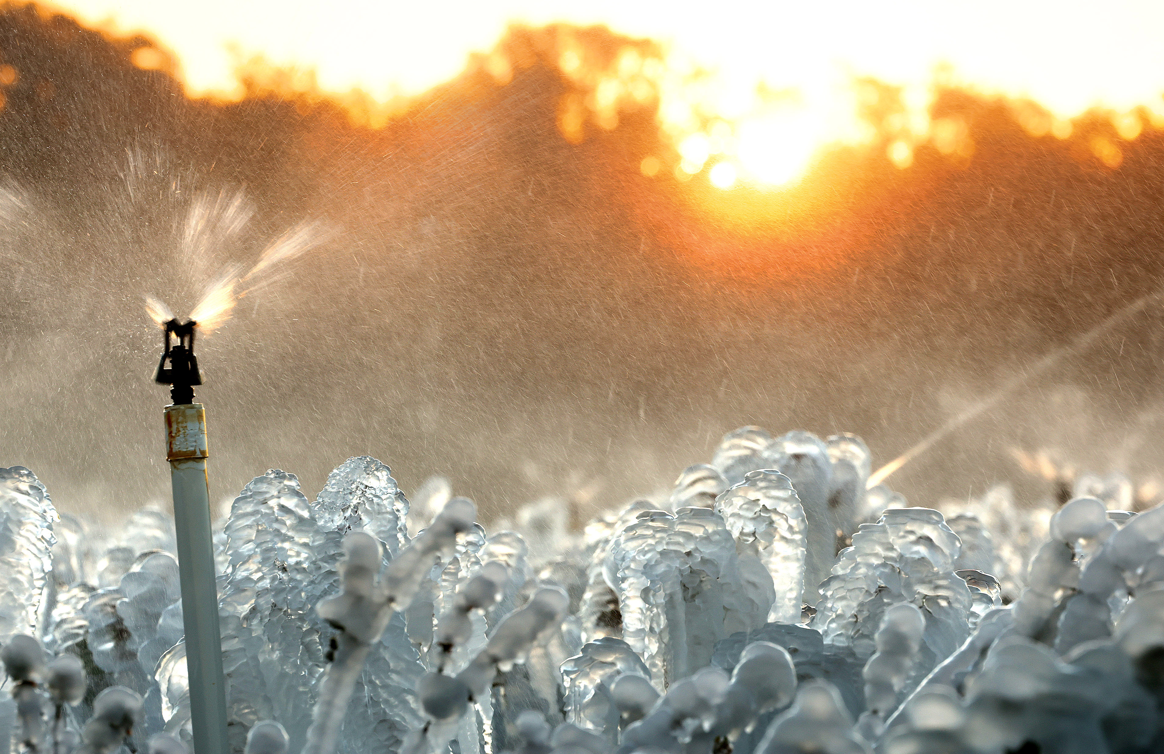 Sprinklers spray water on blueberry plants at Southern Hill Farms...