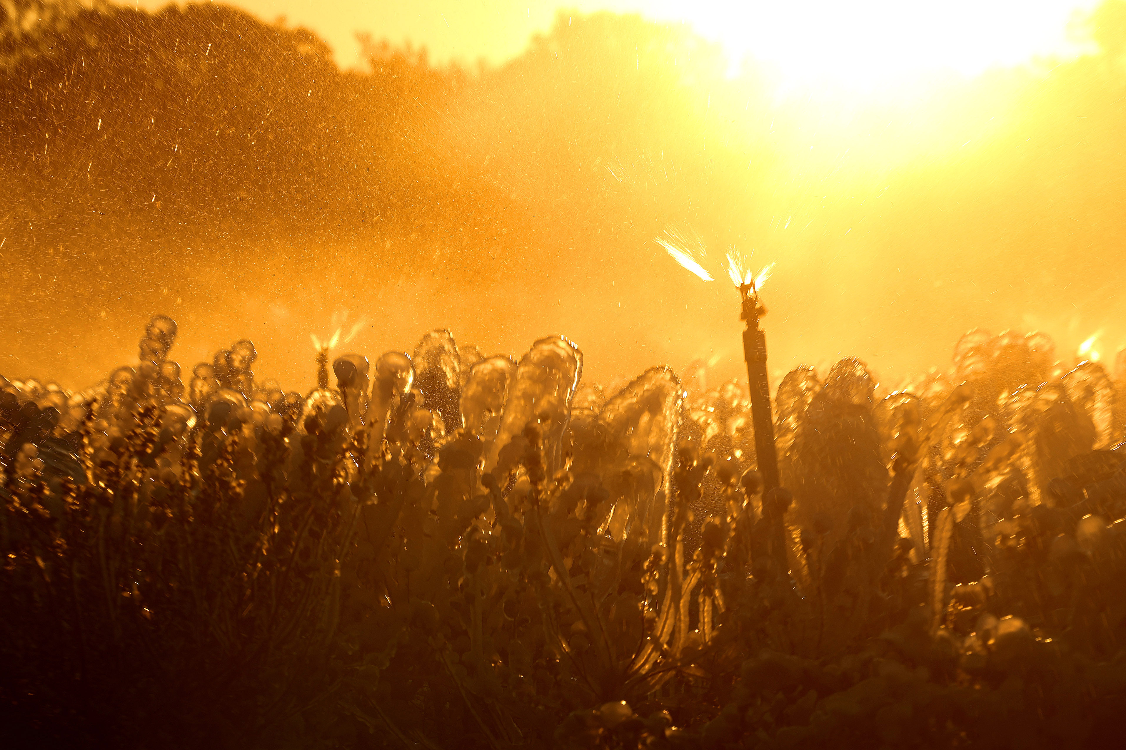 Sprinklers spray water on blueberry plants as the sun rises...