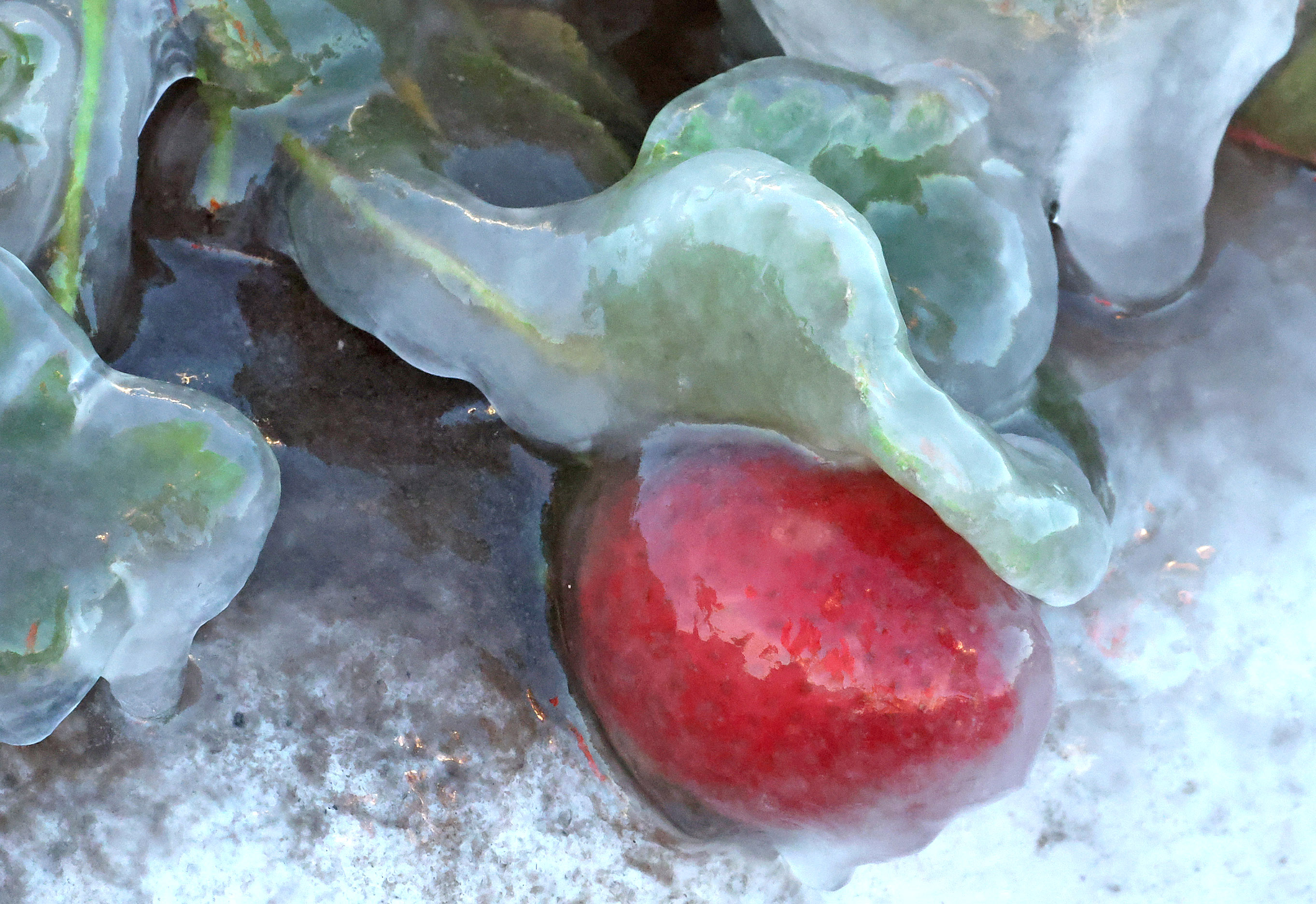A strawberry is encased in ice at Southern Hill Farms...