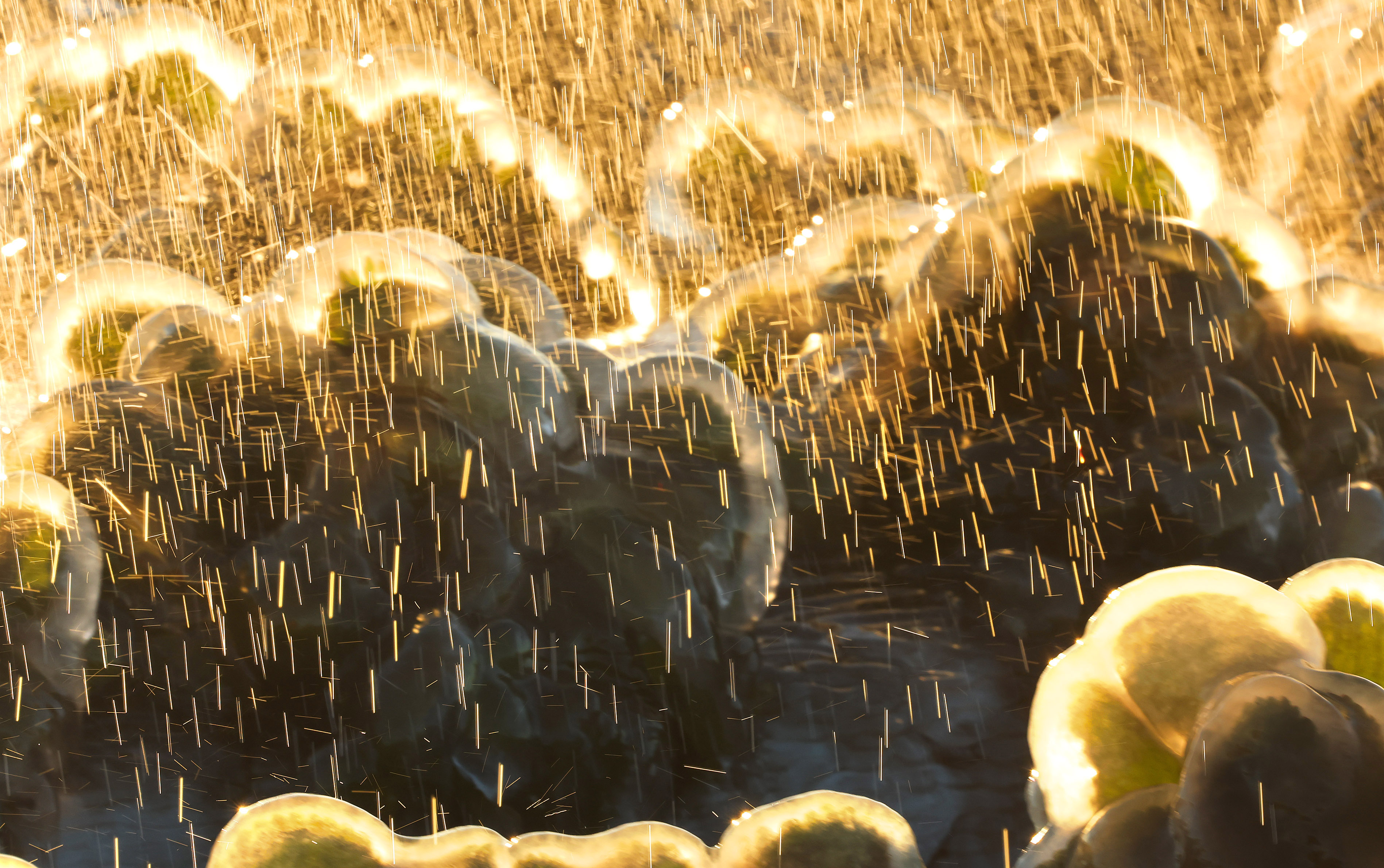 Sprinlers shower strawberry plants at Southern Hill Farms in Clermont...