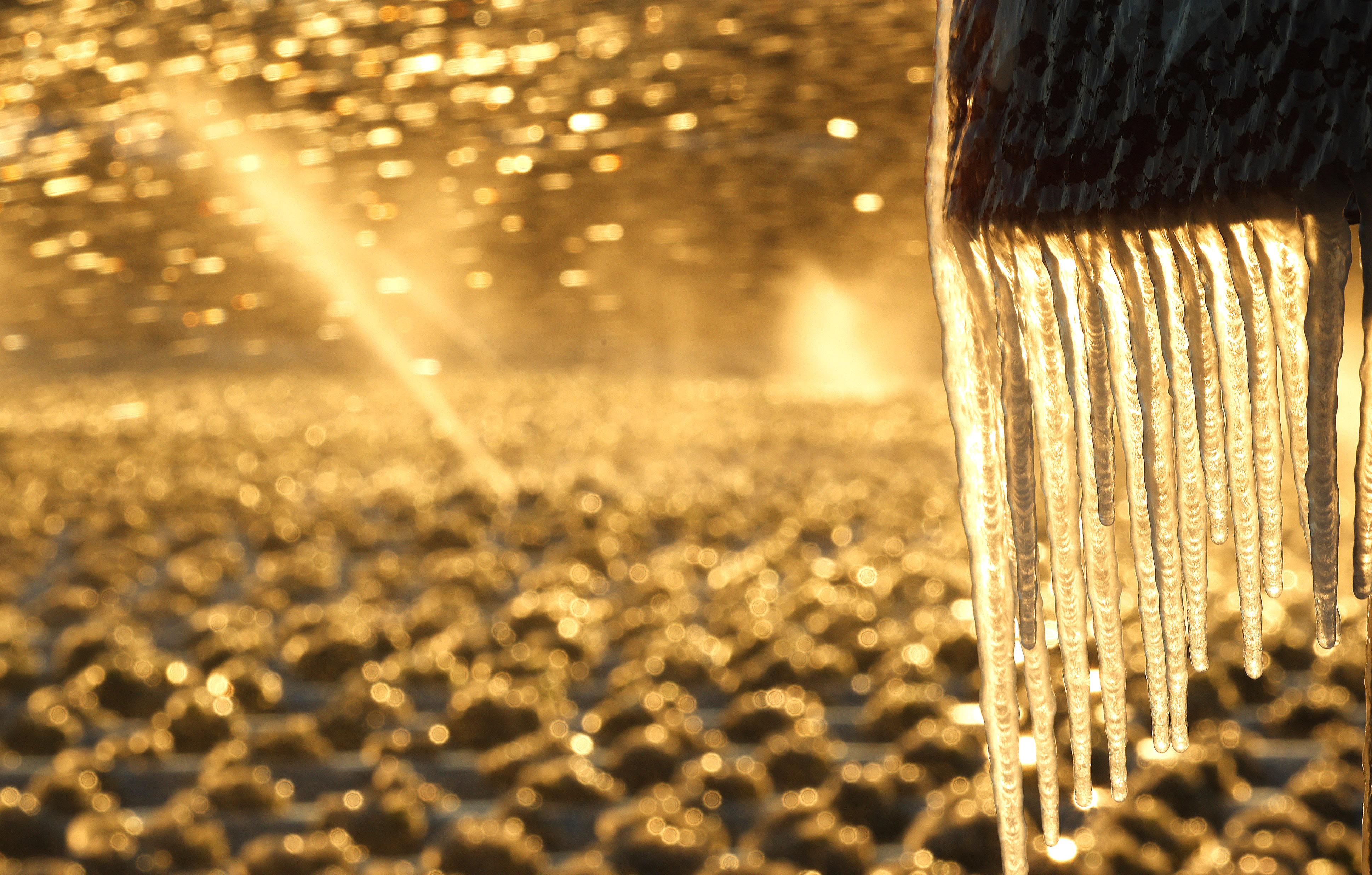 Icicles hang over a field of frozen strawberries as sprinklers...