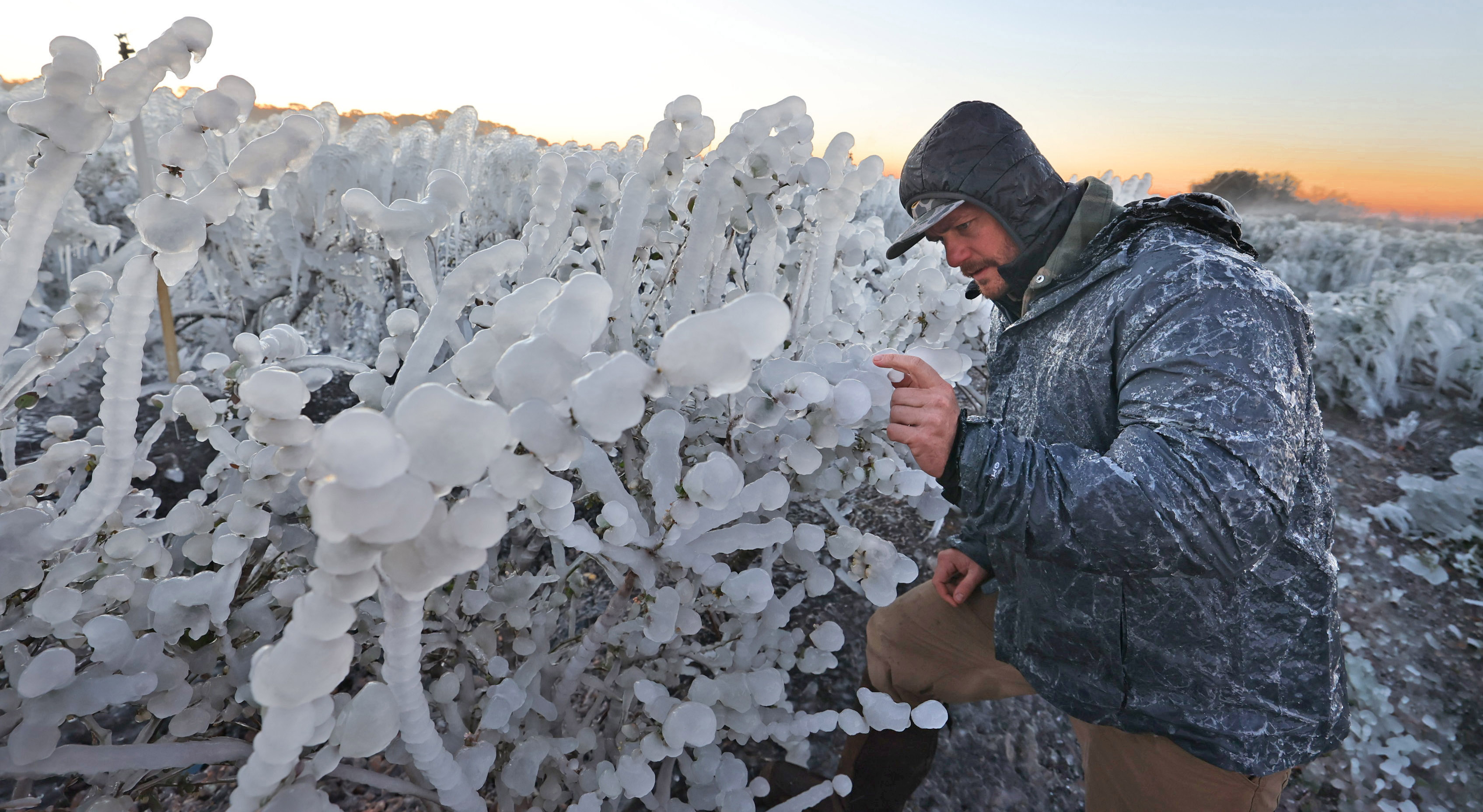 Kyle Hill checks on frozen blueberry plants at Southern Hill...