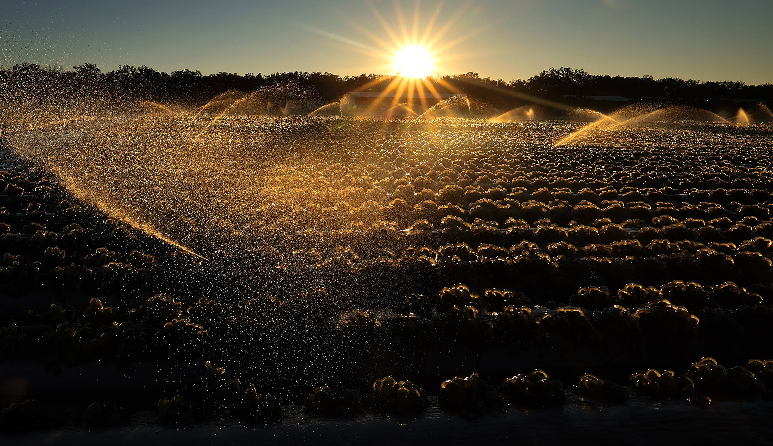Water is sprayed on a strawberry field, with the temperature...