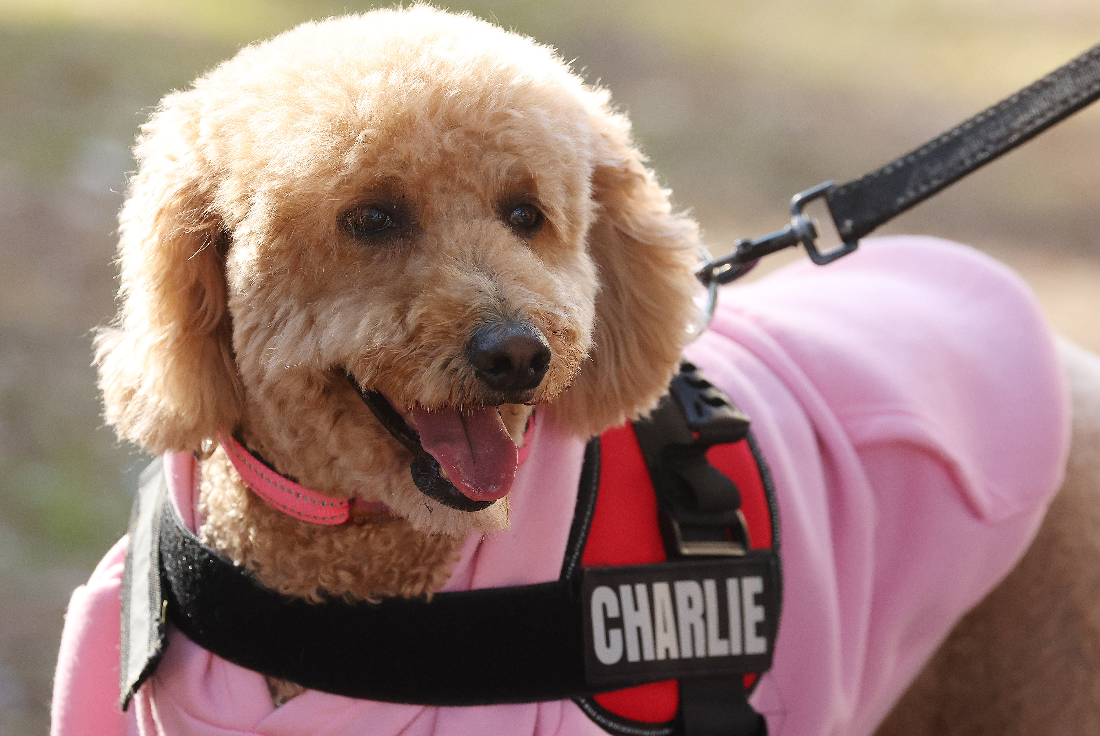 Charlie the dog enjoys the sights and smells during the...