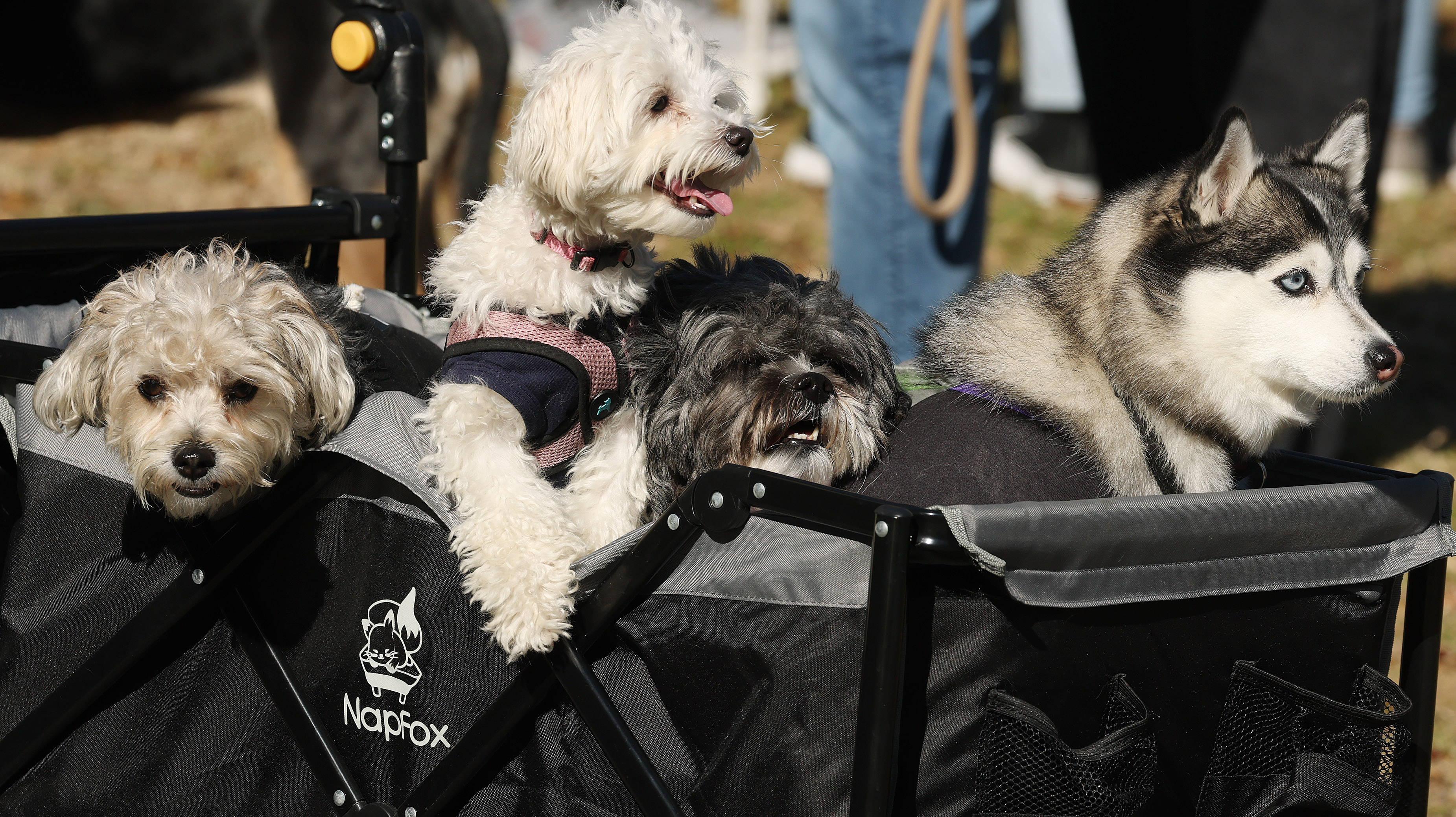 Four dogs ride in a wagon during the Paws in...