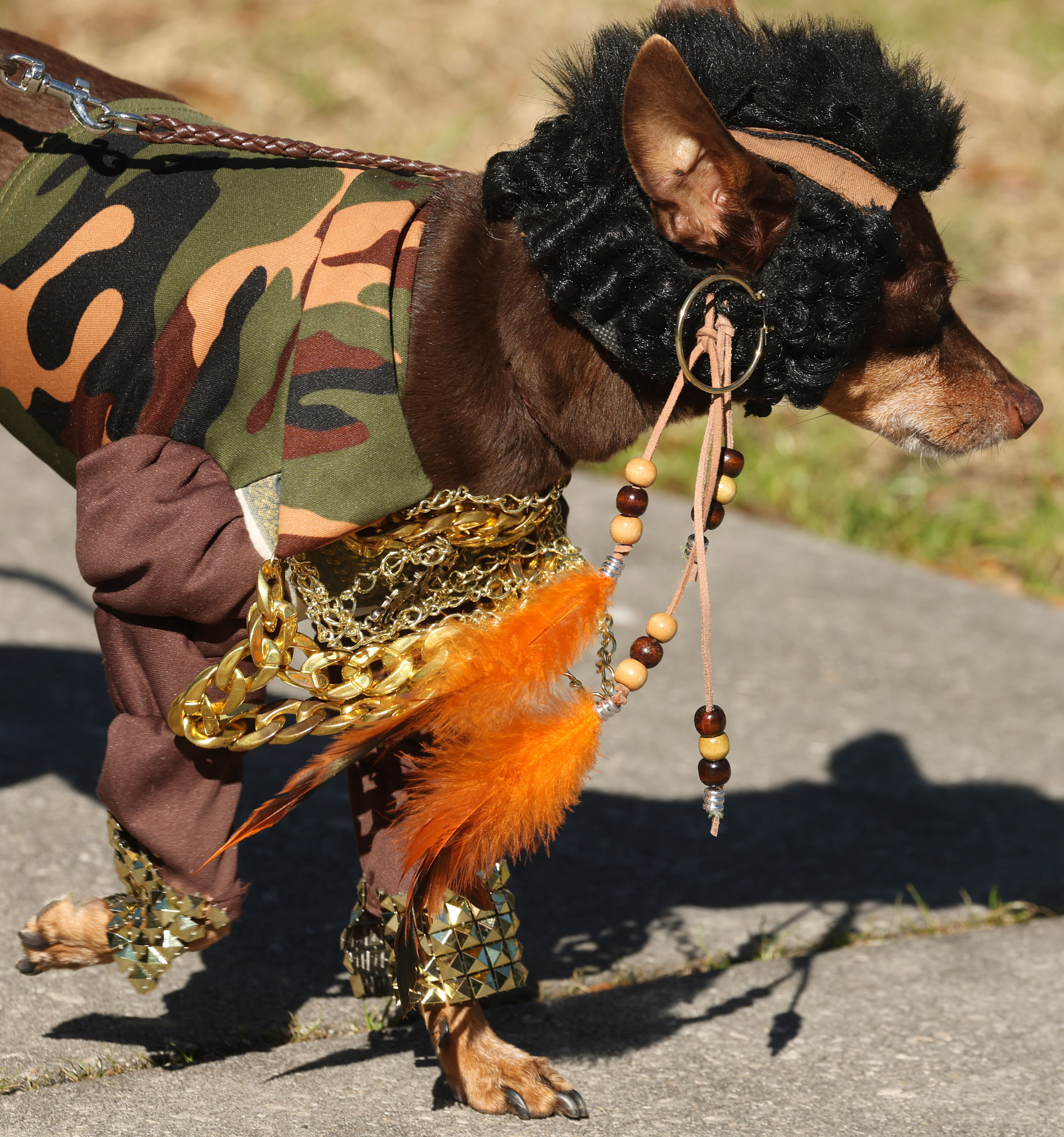 Pity the Fool! The dog named 