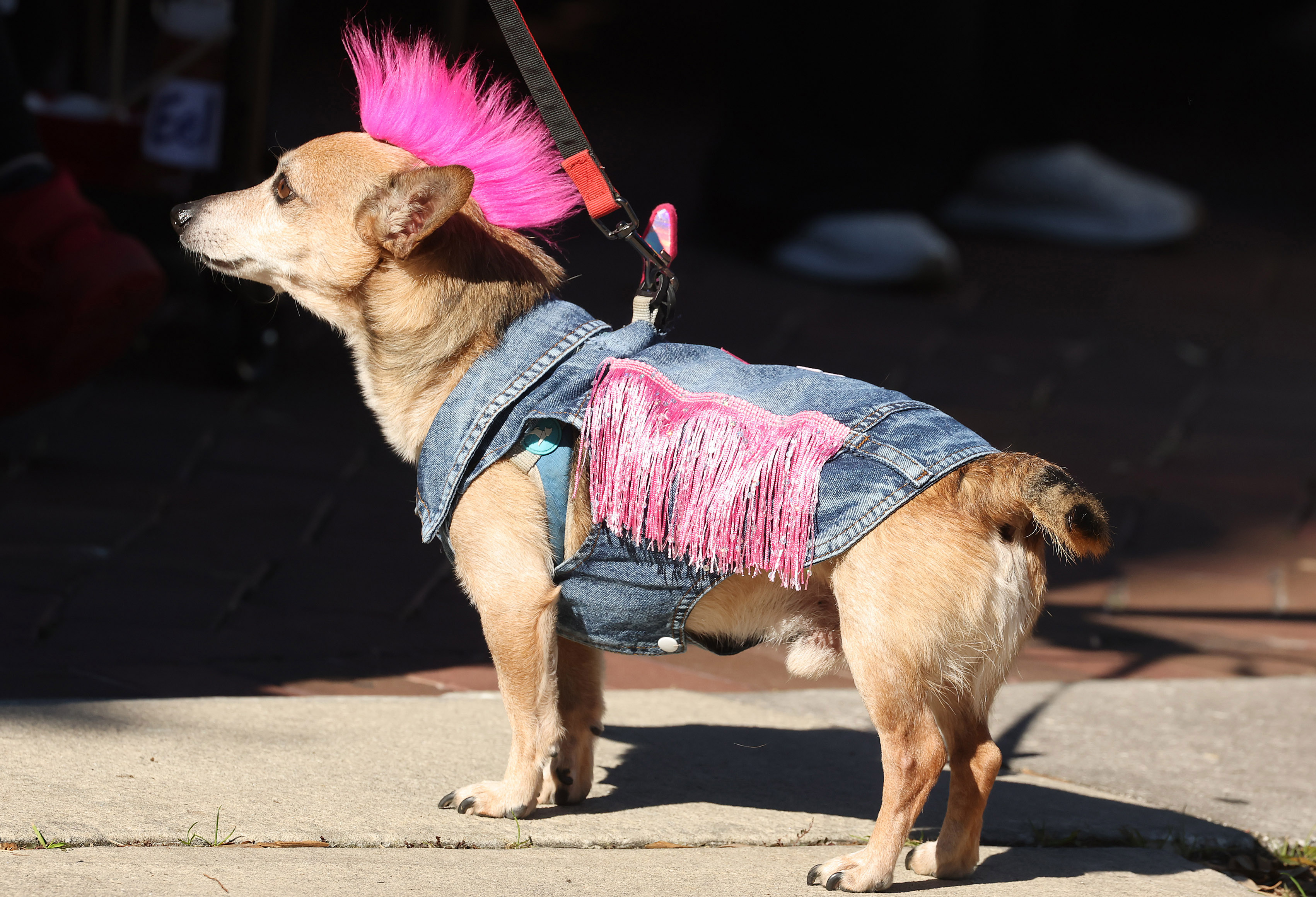 REO the dog is dressed as a rock star during...