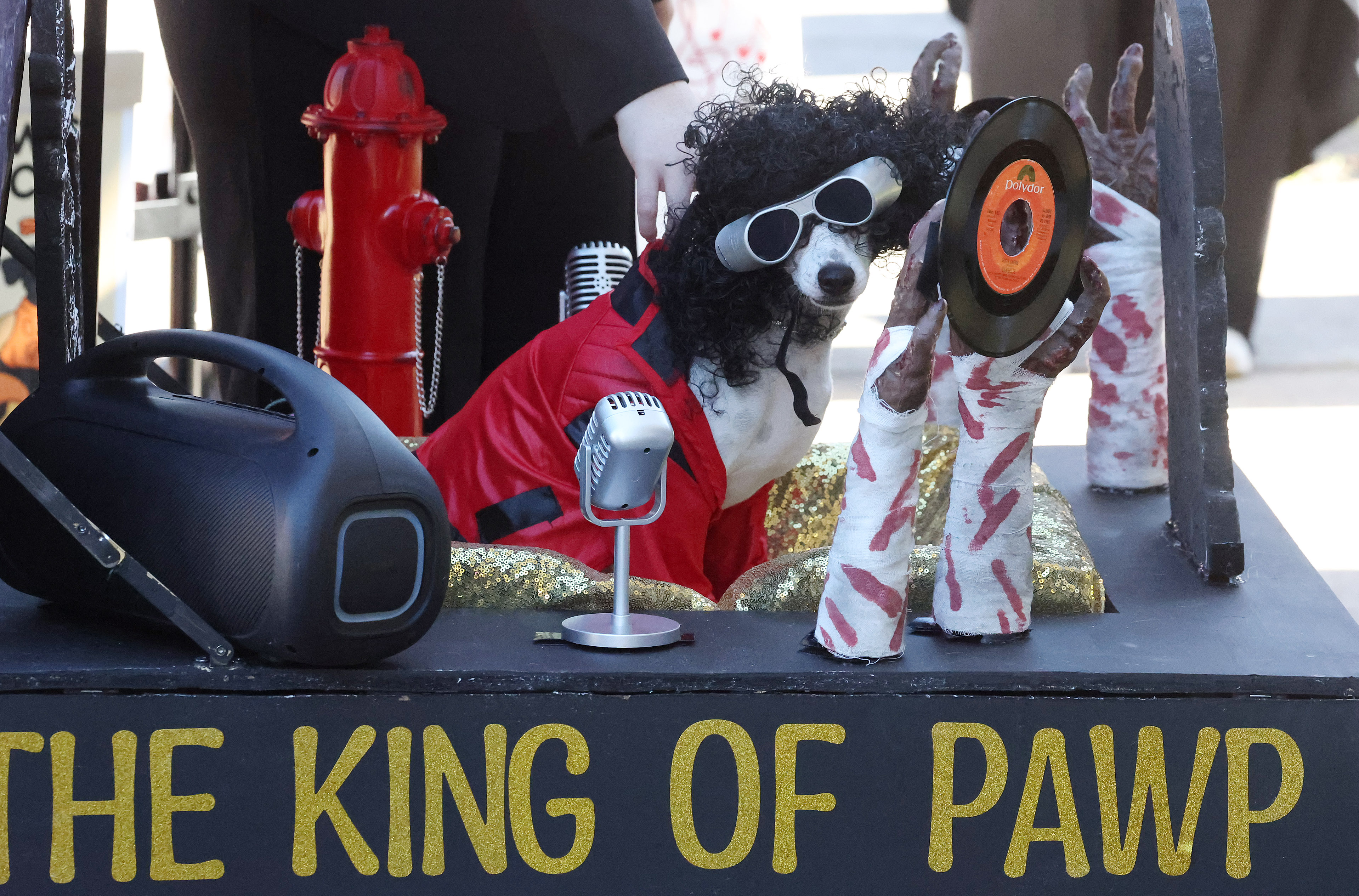 Taz the dog, dressed as 