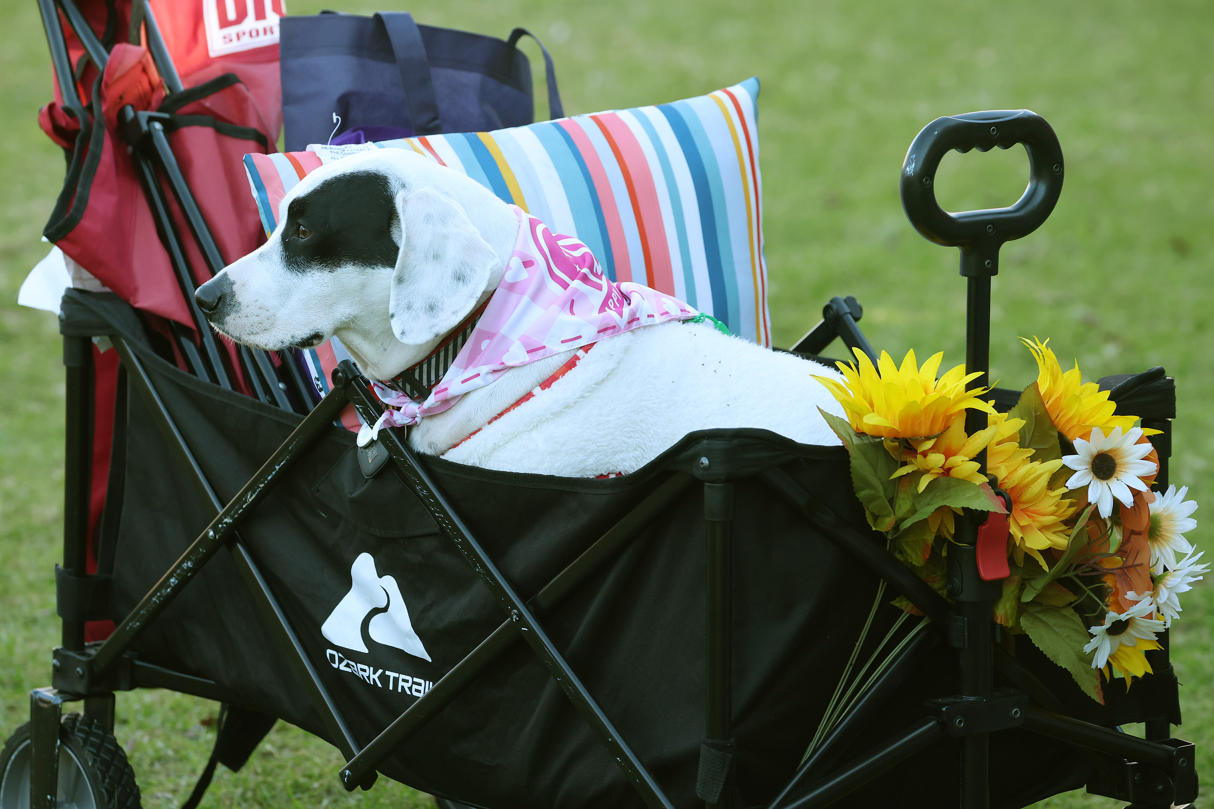 A dog rides in a wagon in regal comfort during...