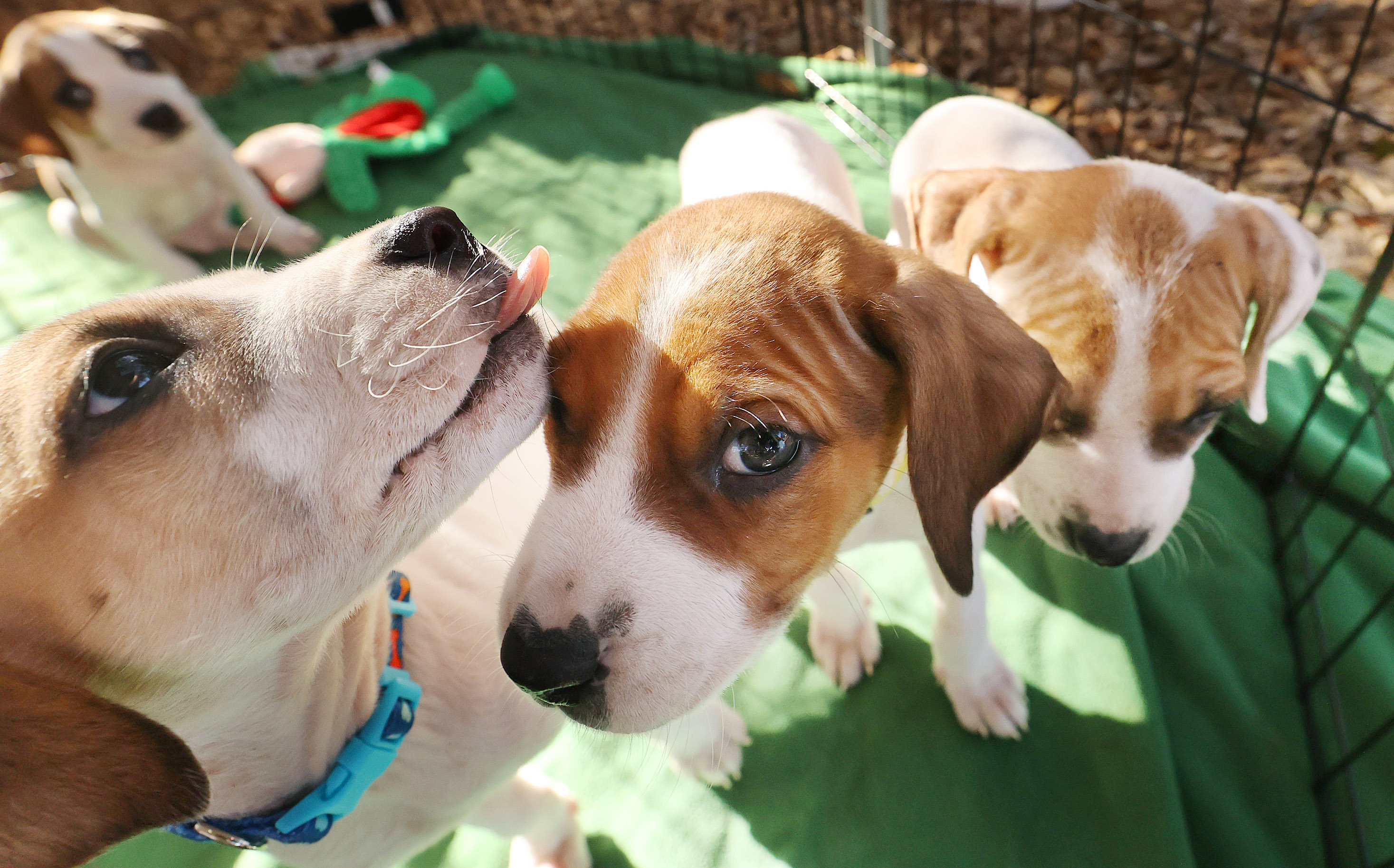 Beagle-hound mix puppies play in a pen during the Paws...