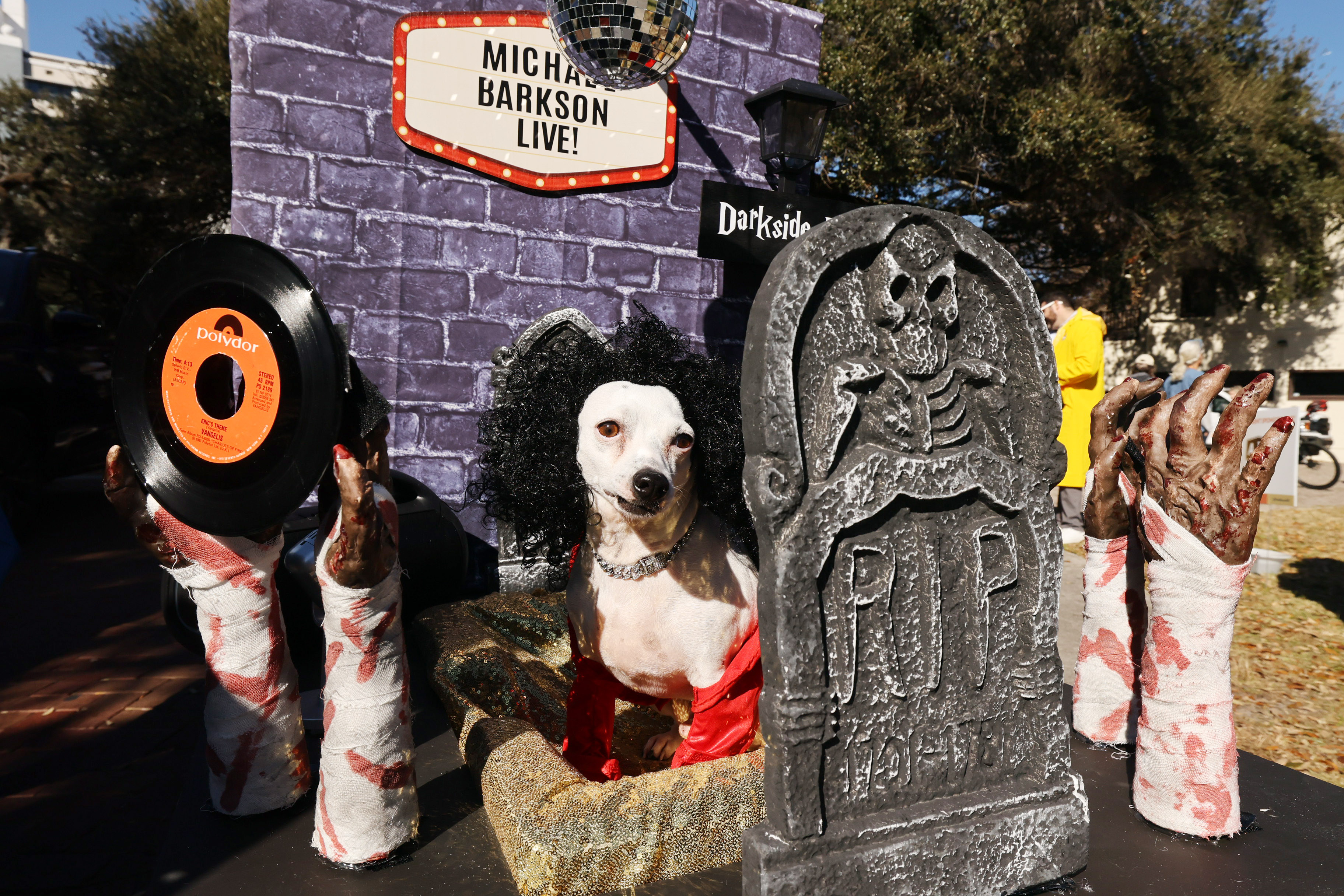 Taz the dog is dressed in the 