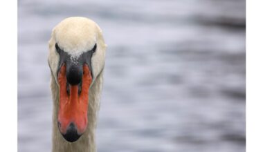 Lake Eola swans update – Orlando Sentinel