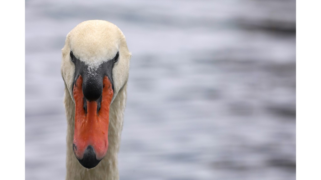 Lake Eola swans update – Orlando Sentinel