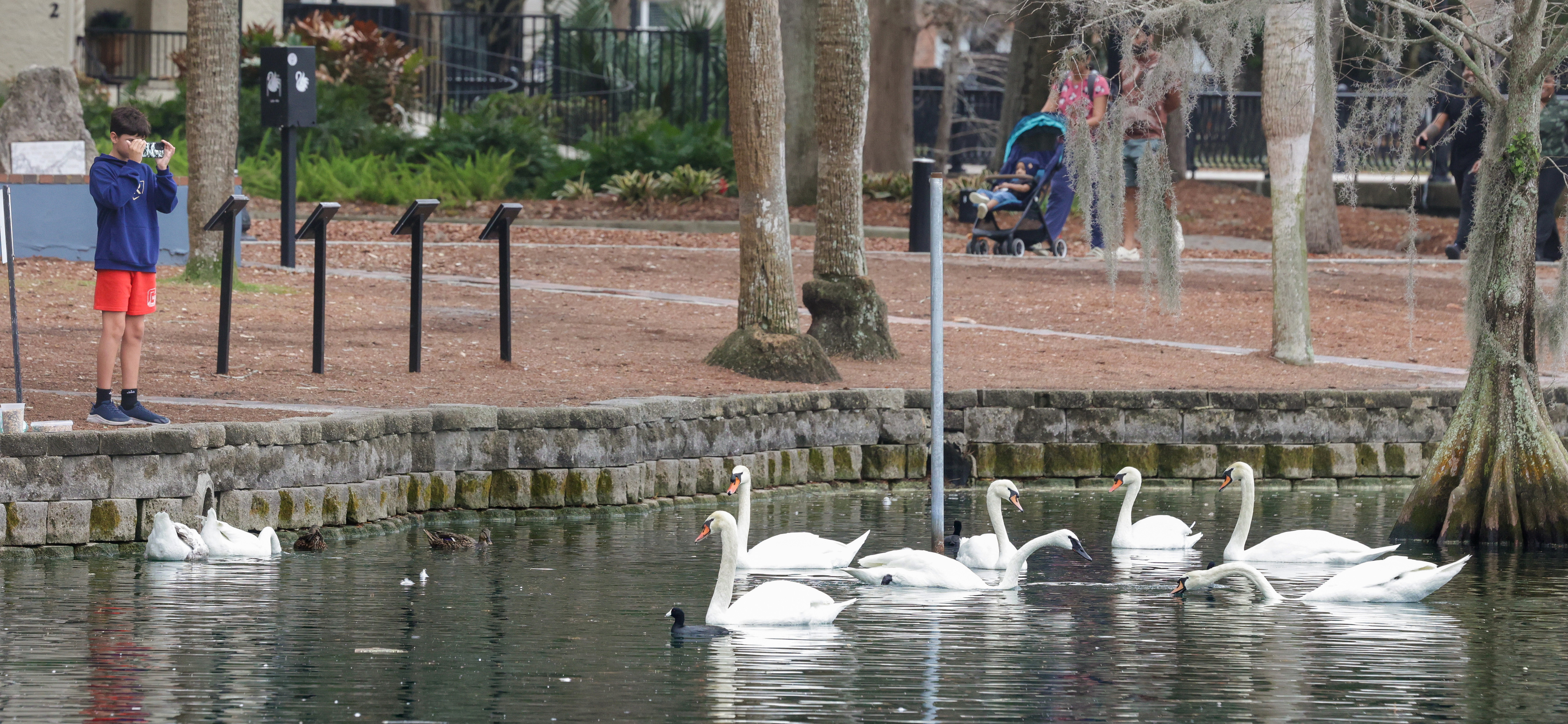 A young visitor photographs the swans at Lake Eola Park,...