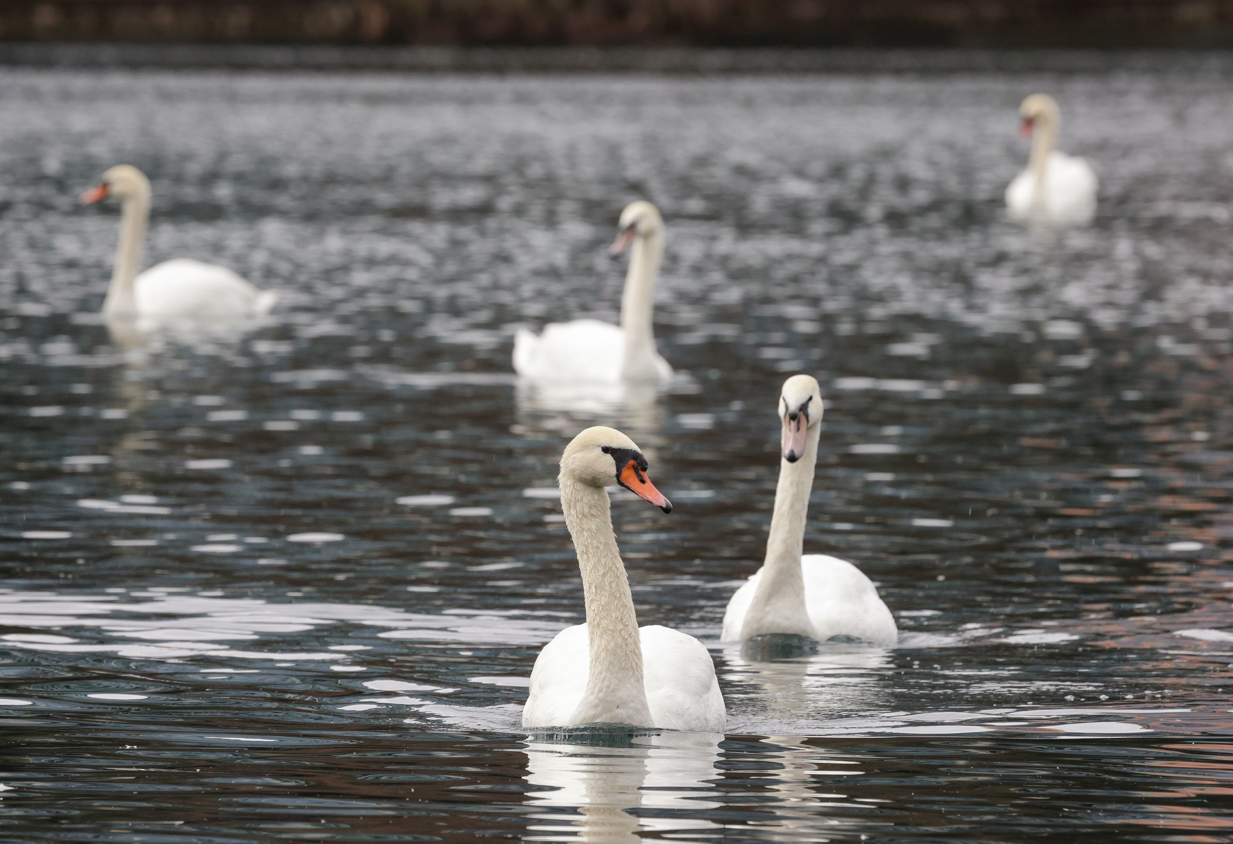 Visitors enjoy watching swans at Lake Eola Park, Monday, Feb....