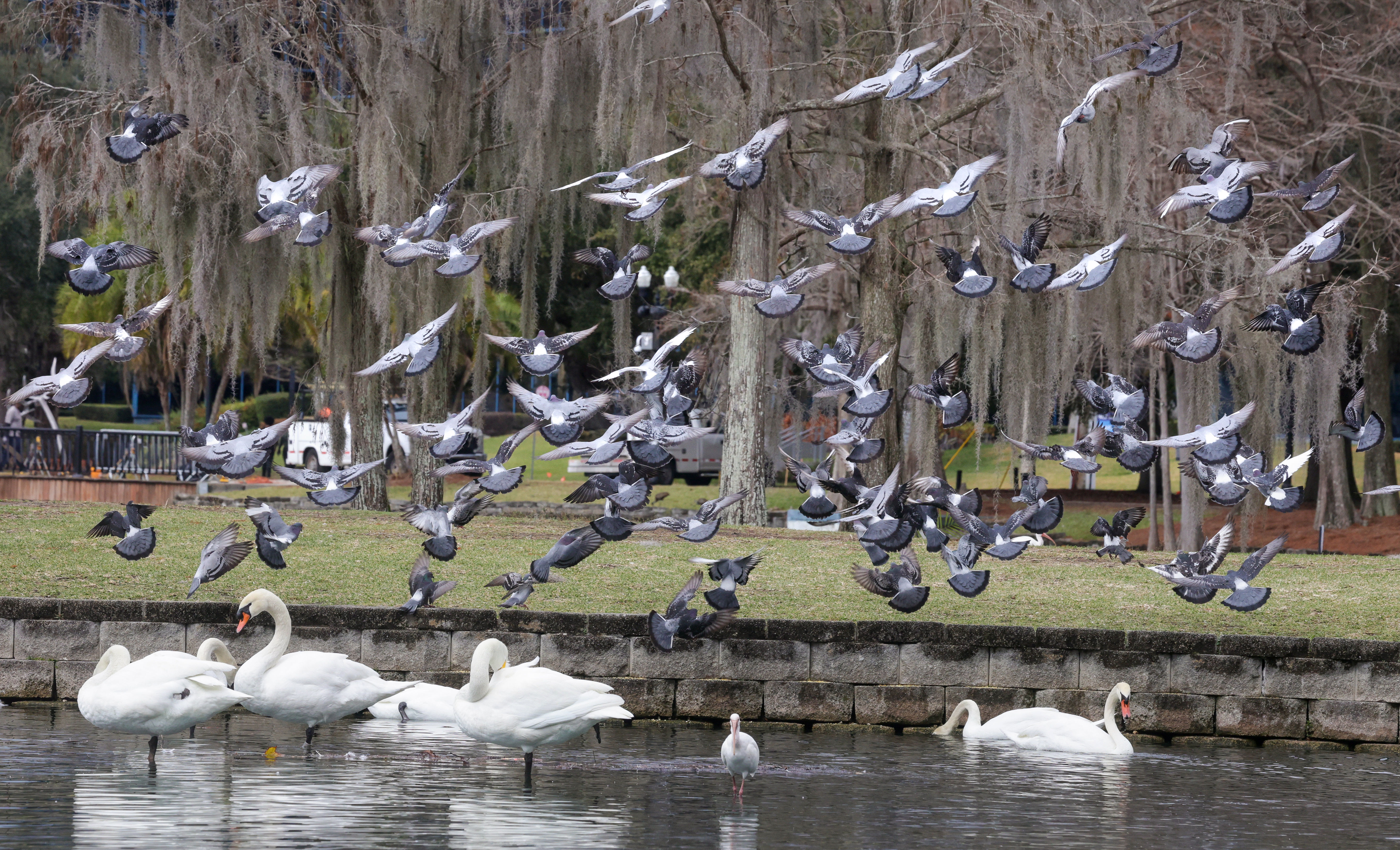 A flock of pigeons fly over the swans at Lake...