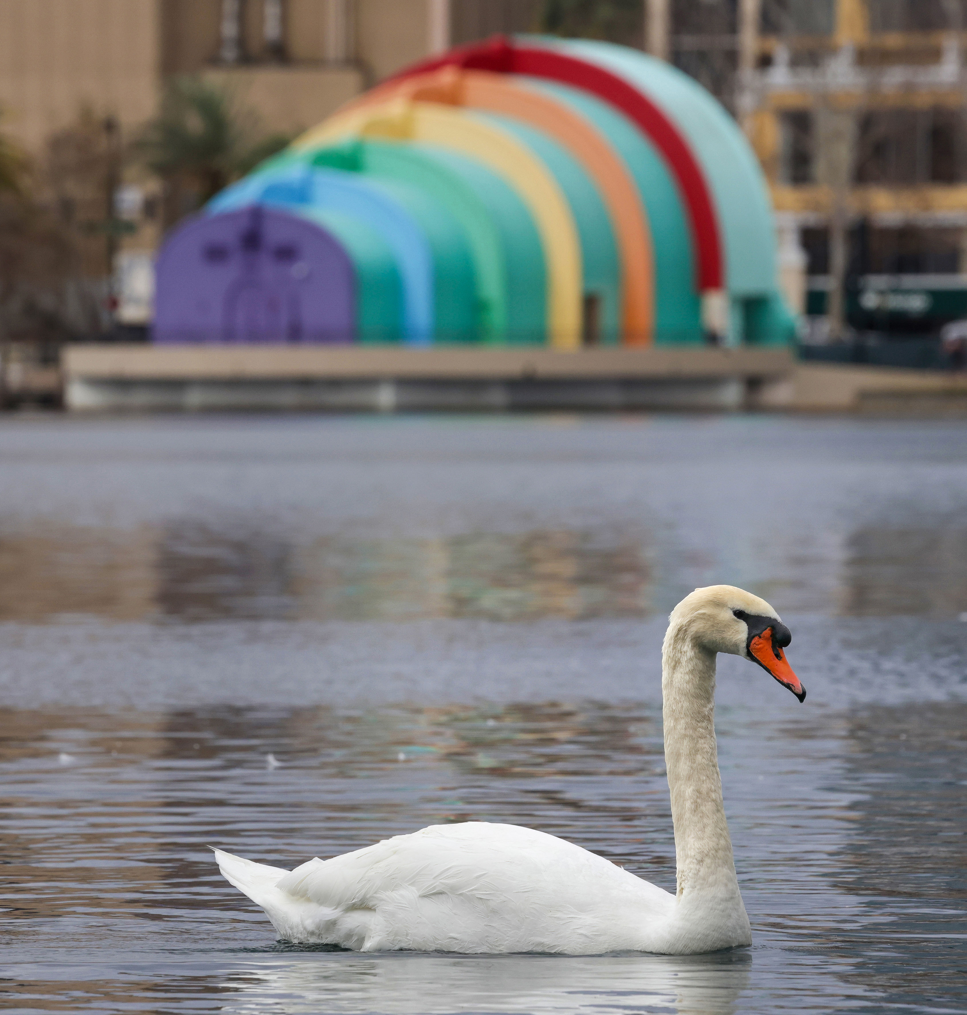 Visitors enjoy watching swans at Lake Eola Park, Monday, Feb....