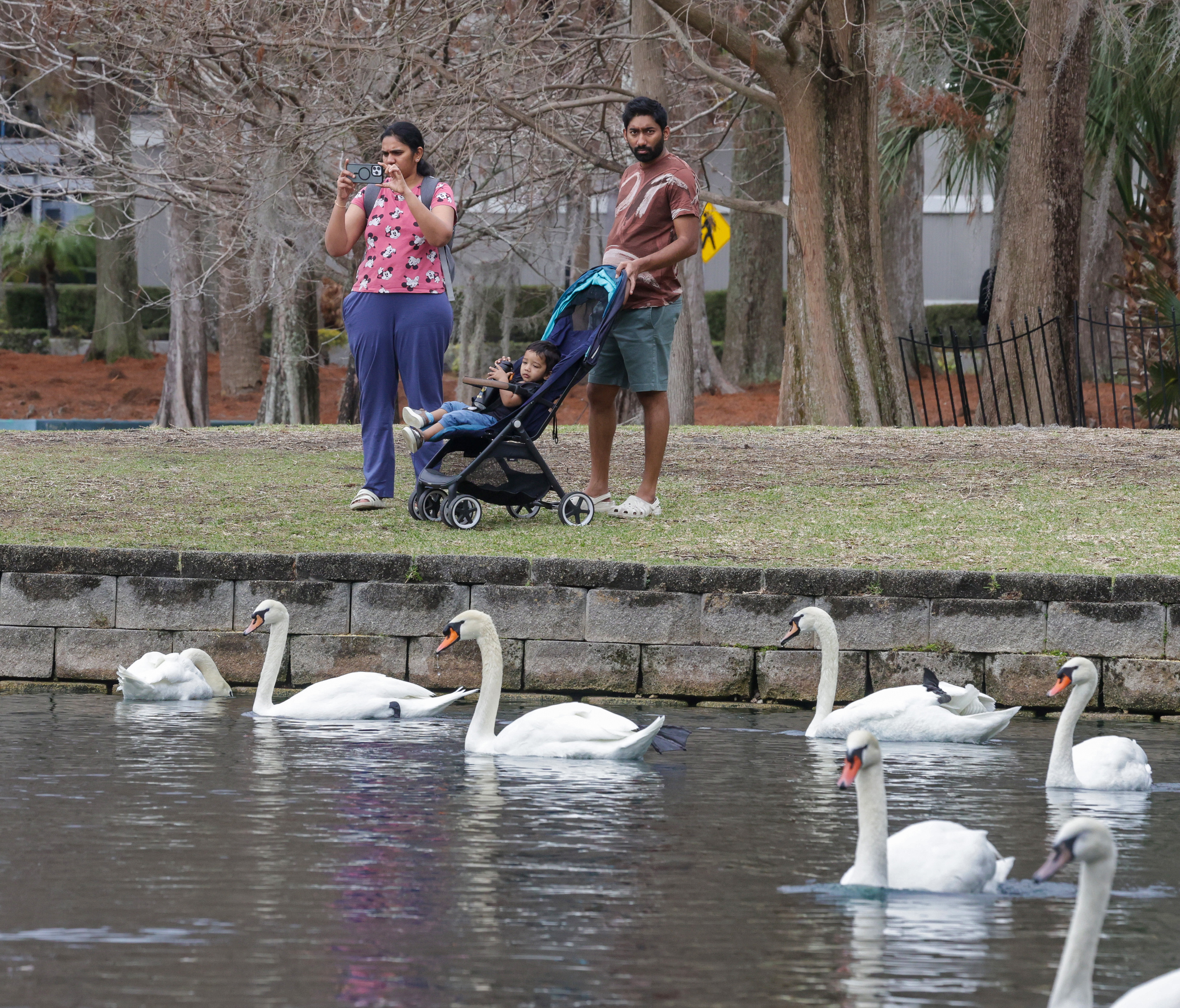 Visitors enjoy watching swans at Lake Eola Park, Monday, Feb....