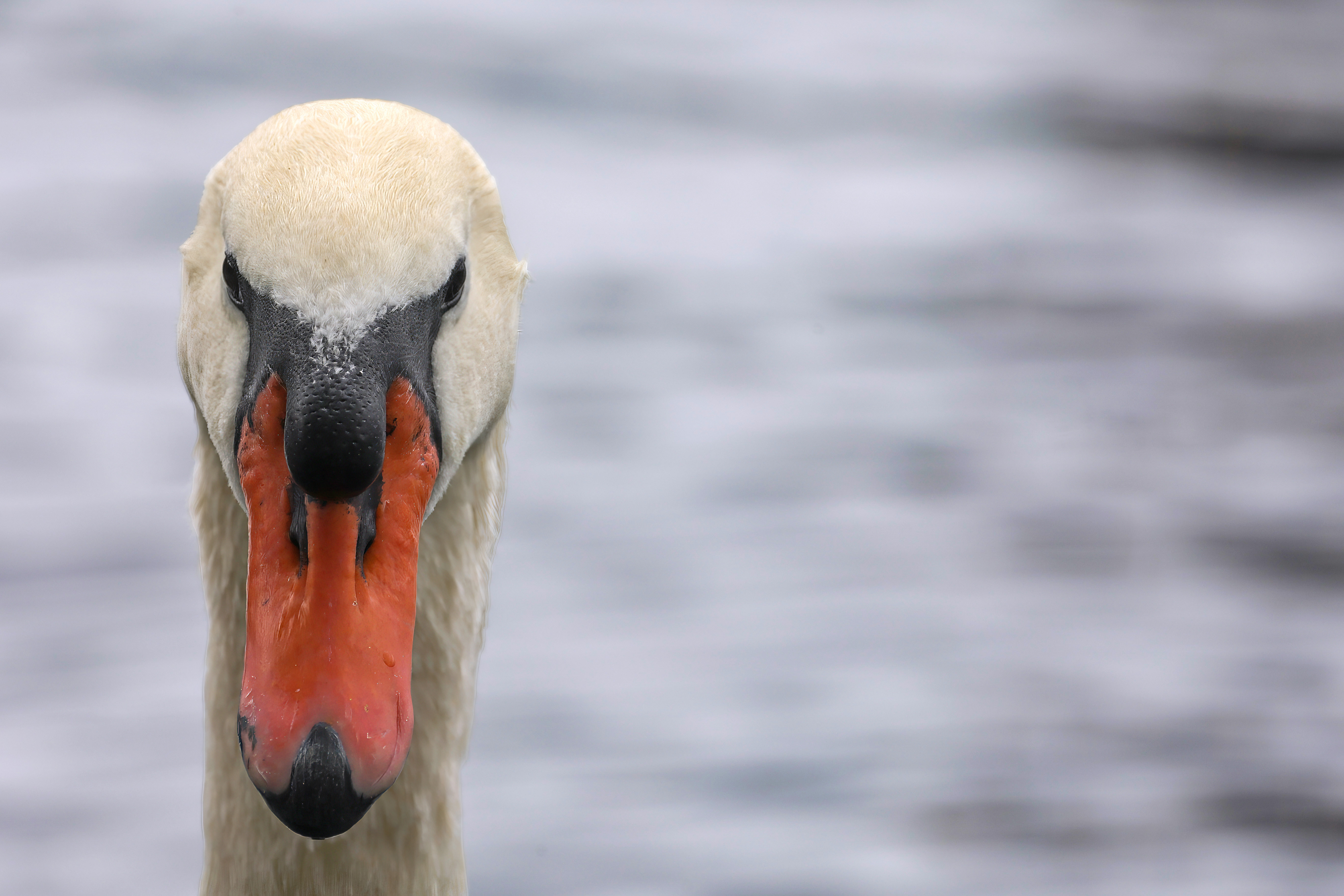 Visitors enjoy watching swans at Lake Eola Park, Monday, Feb....