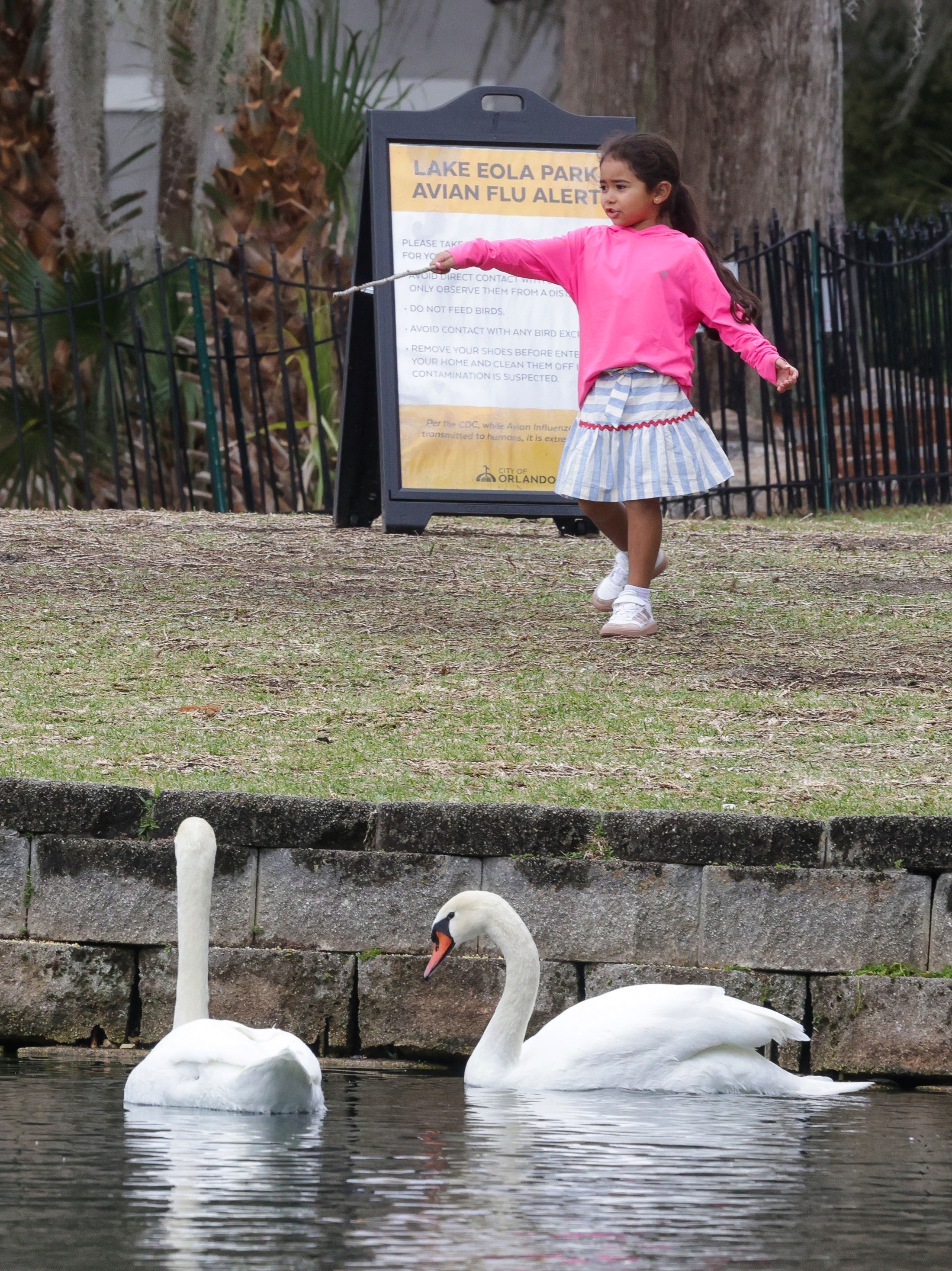 A young visitor enjoys watching swans at Lake Eola Park,...