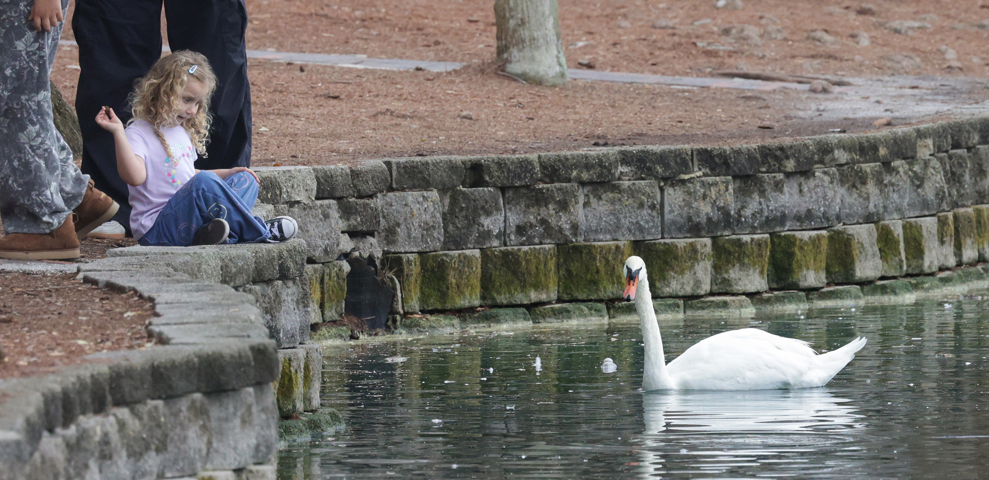 A young visitor enjoys feeding swans at Lake Eola Park,...