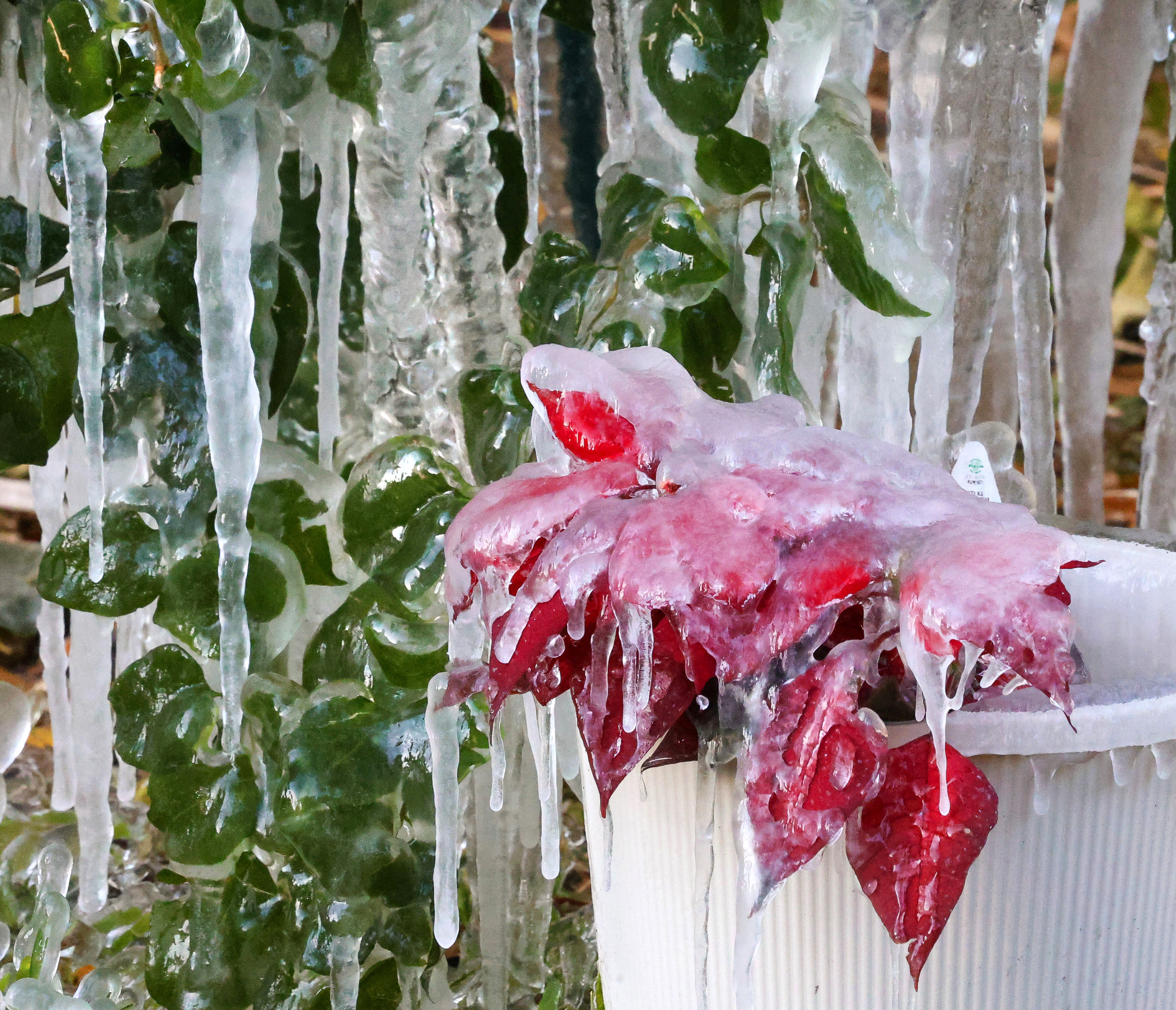 Poinsettias are encased in ice in a Maitland, Fla., neighborhood,...