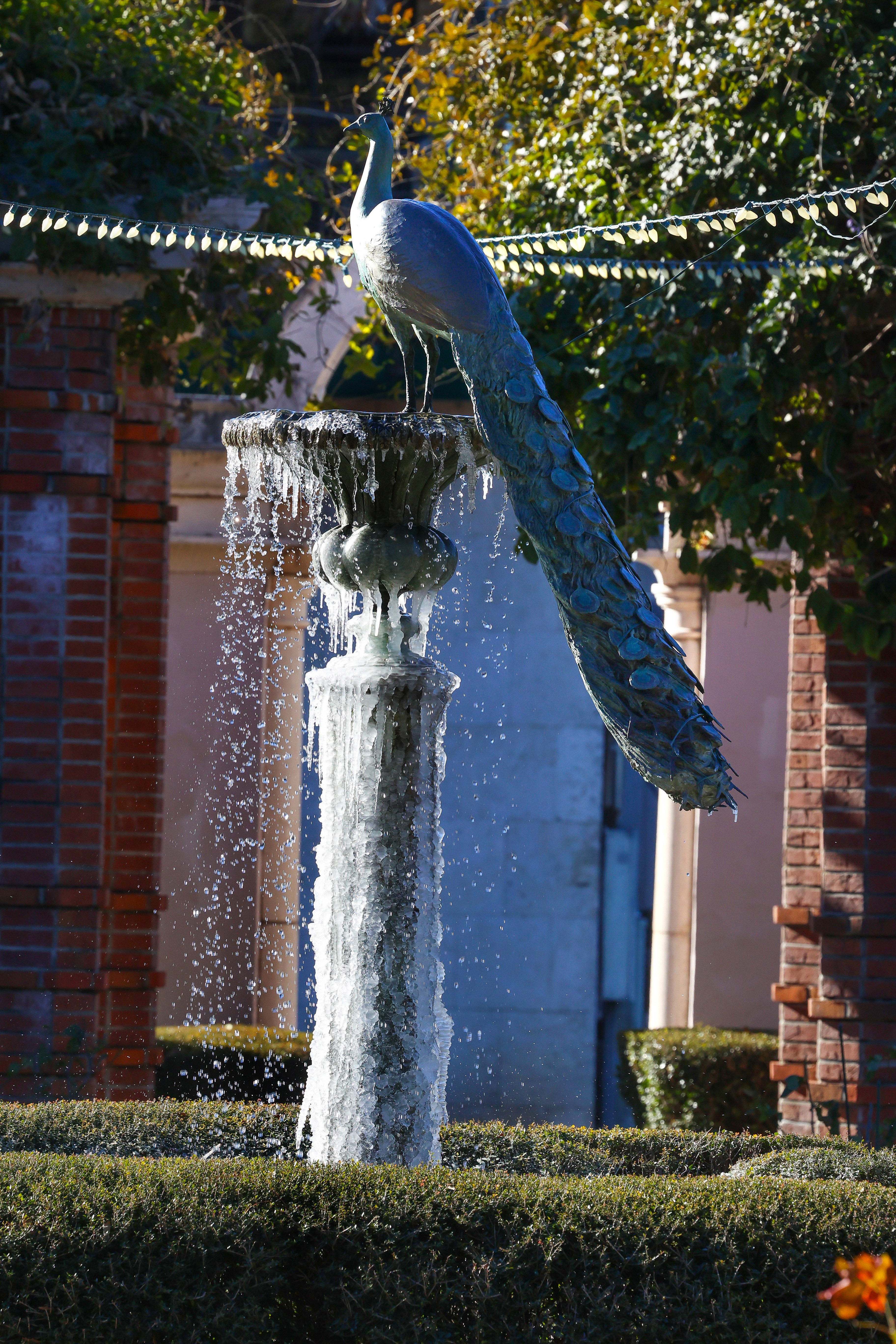 The iced-over peacock fountain in Central Park in Winter Park,...