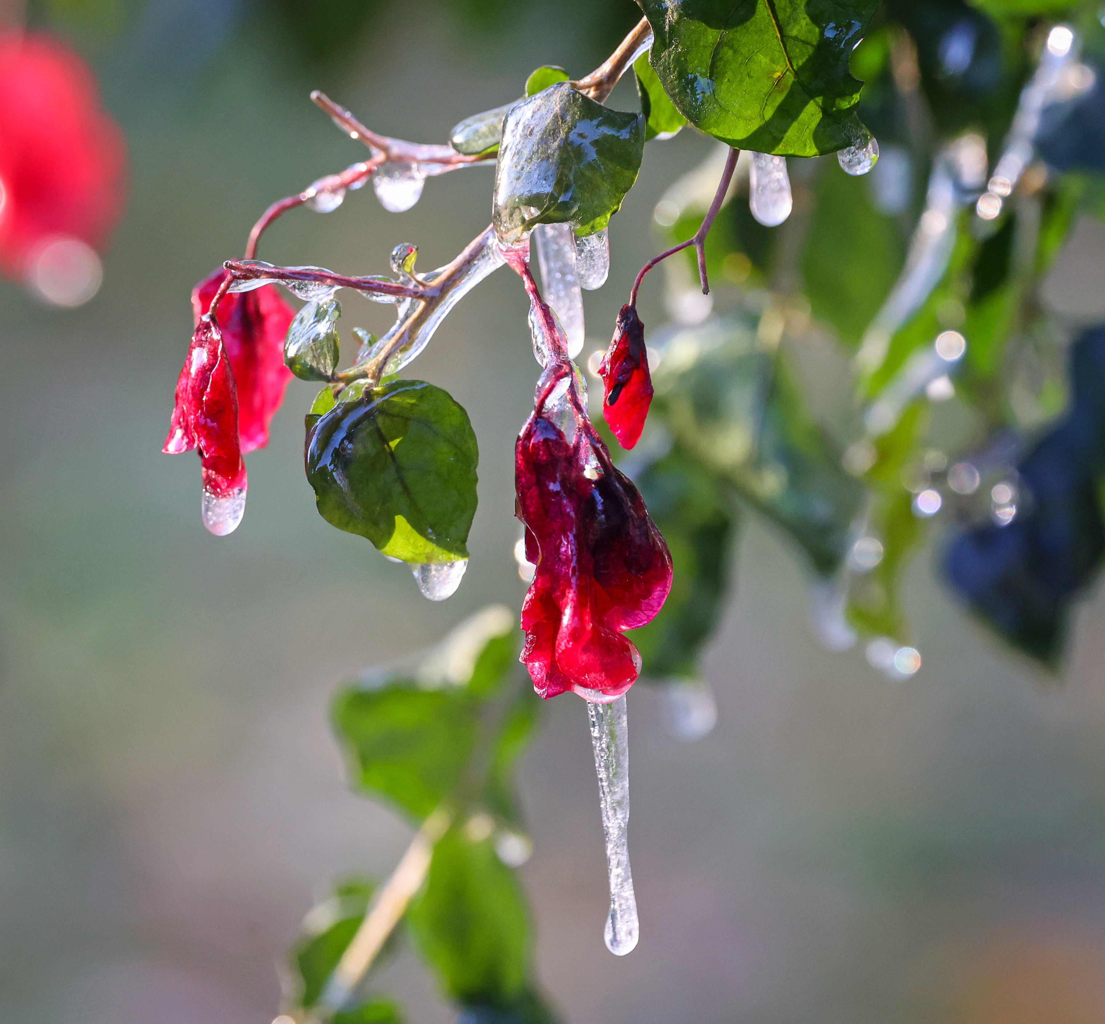Icicles hang off freeze-damaged bougainvillea blossoms in Maitland, Fla., early...