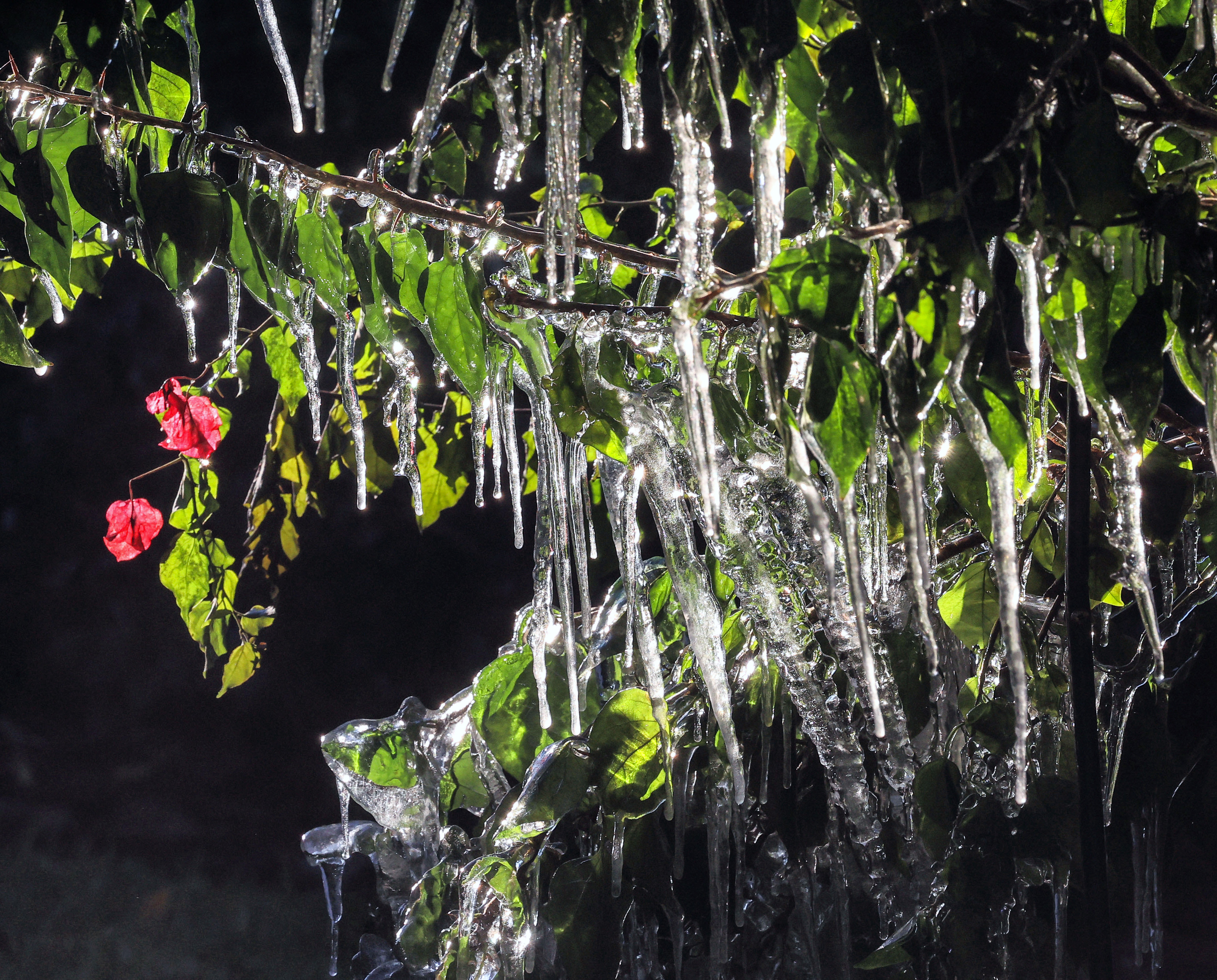 Icicles hang off a bougainvillea in Maitland, Fla., early Monday,...