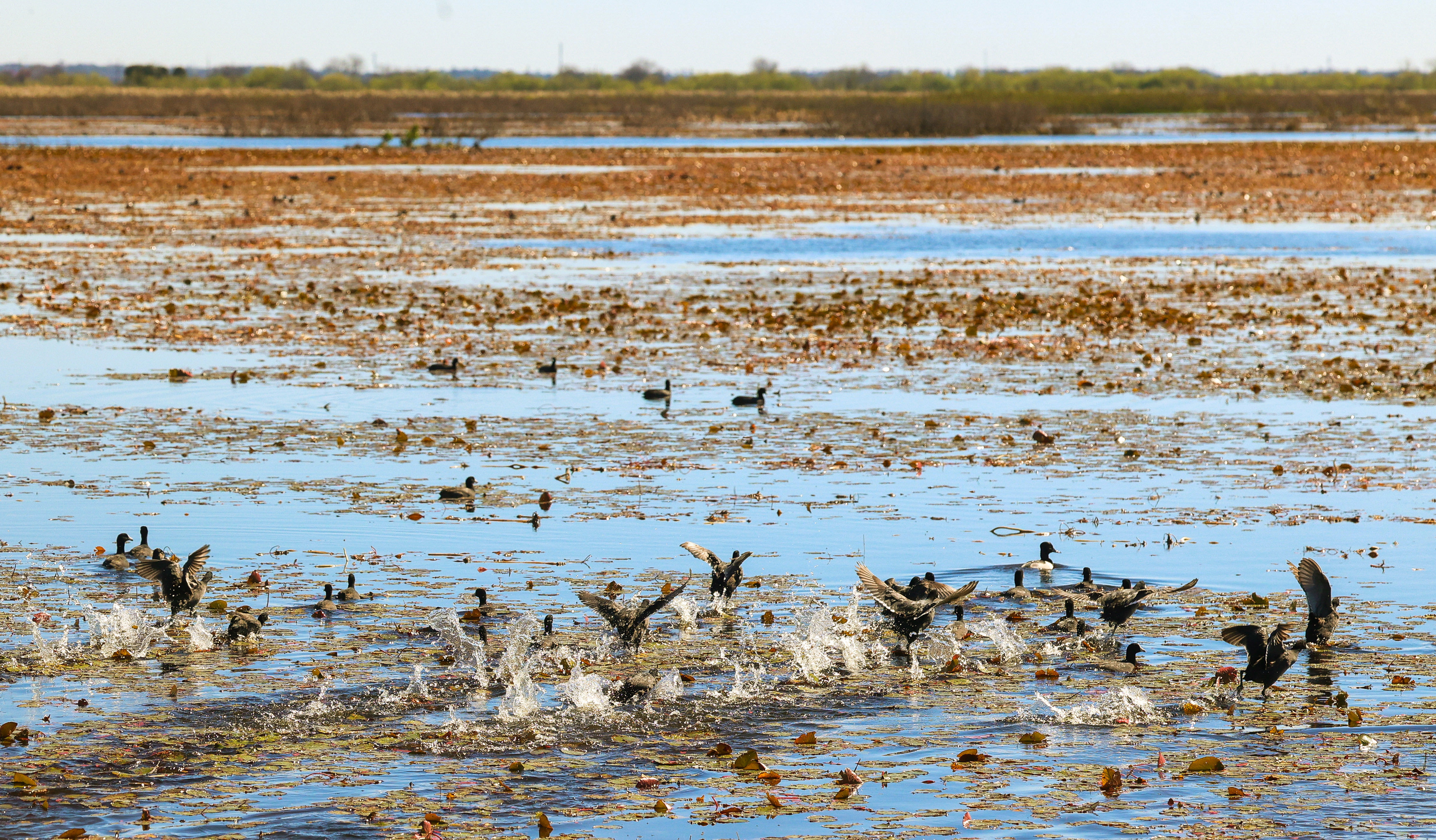 Ducks take flight in the wetlands on Lake Apopka Wildlife...