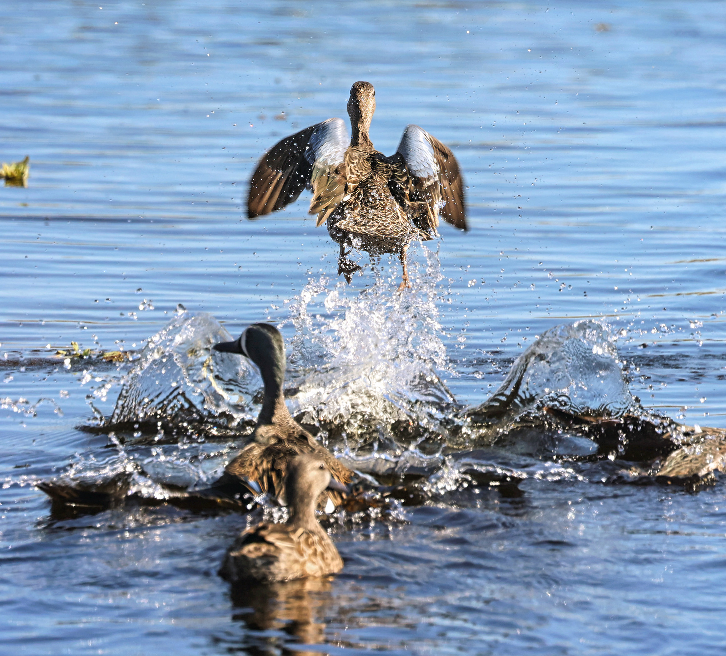 A cinnamon teal takes flight in the wetlands on Lake...