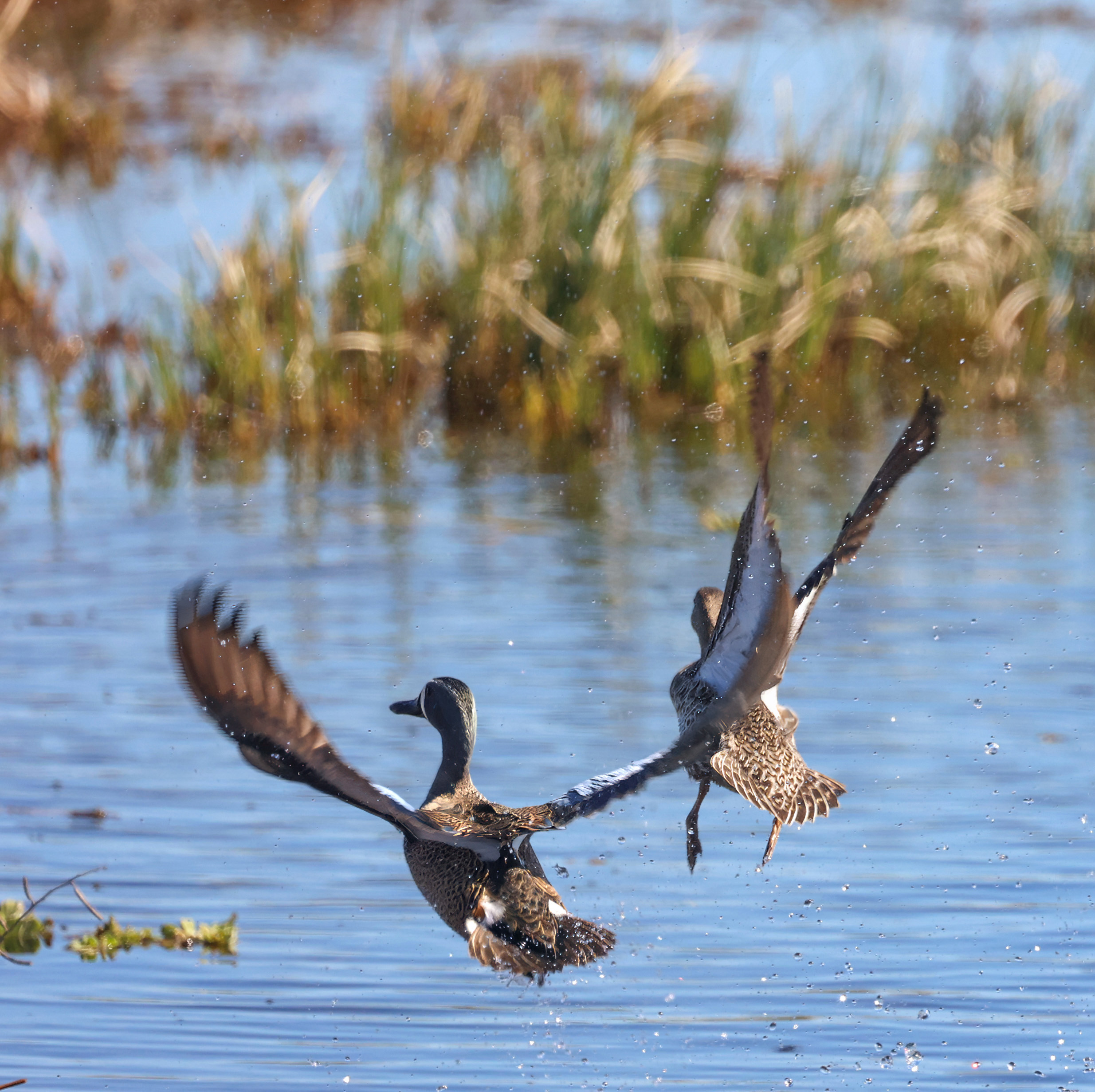 Blue-winged (left) and cinnamon teals take flight in the wetlands...