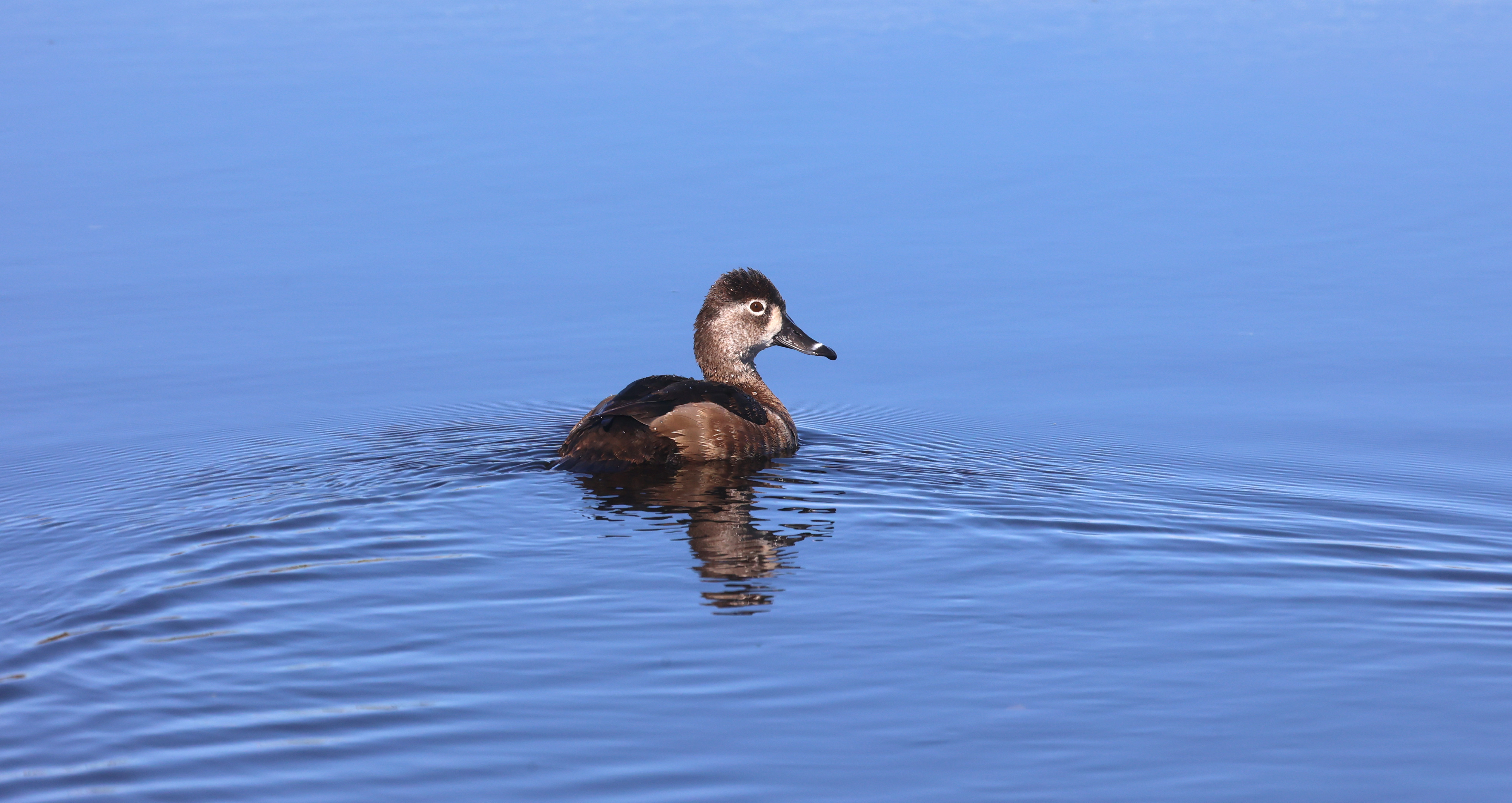 A ring-necked duck in the wetlands on Lake Apopka Wildlife...