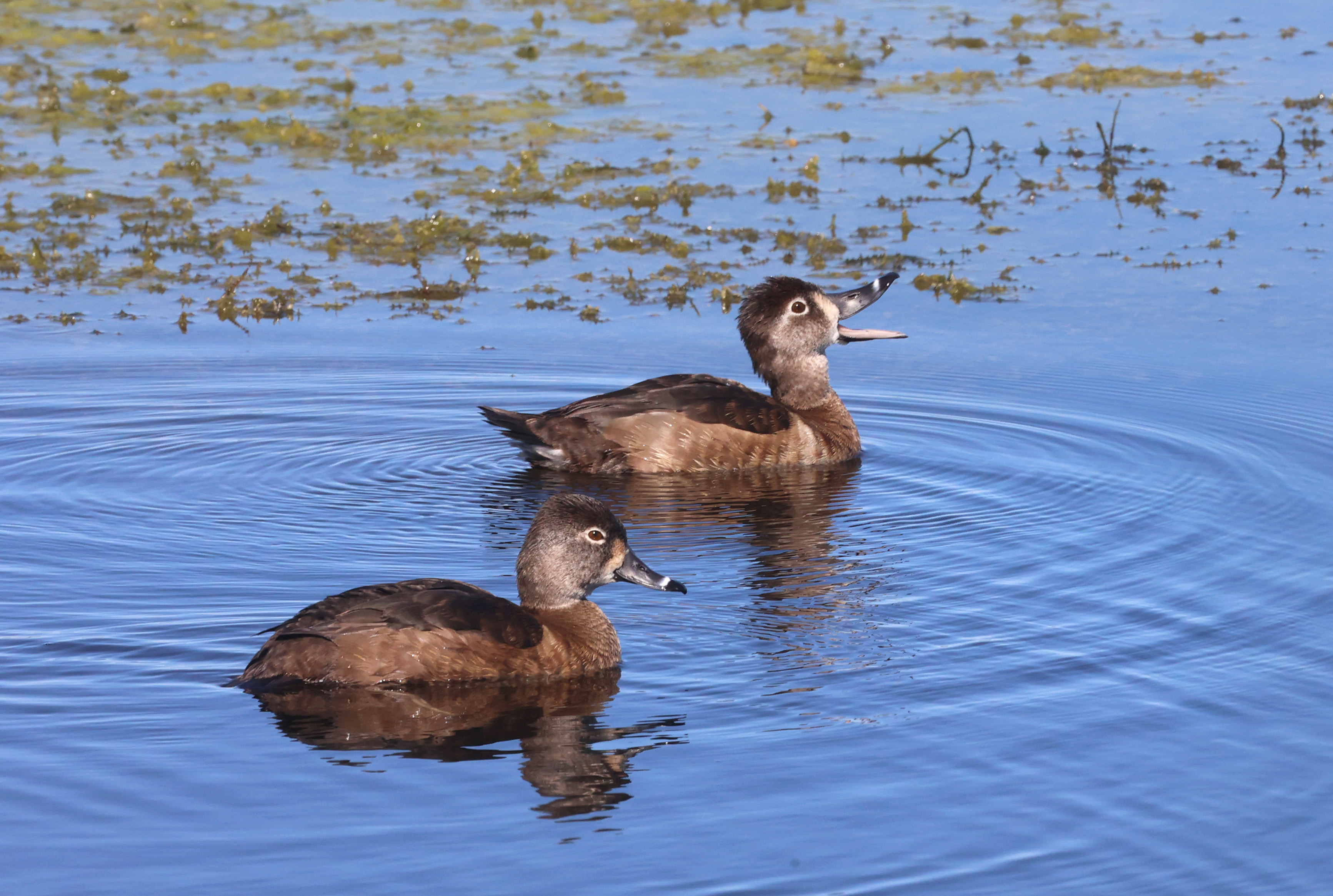 Ring-necked ducks in the wetlands on Lake Apopka Wildlife Drive,...
