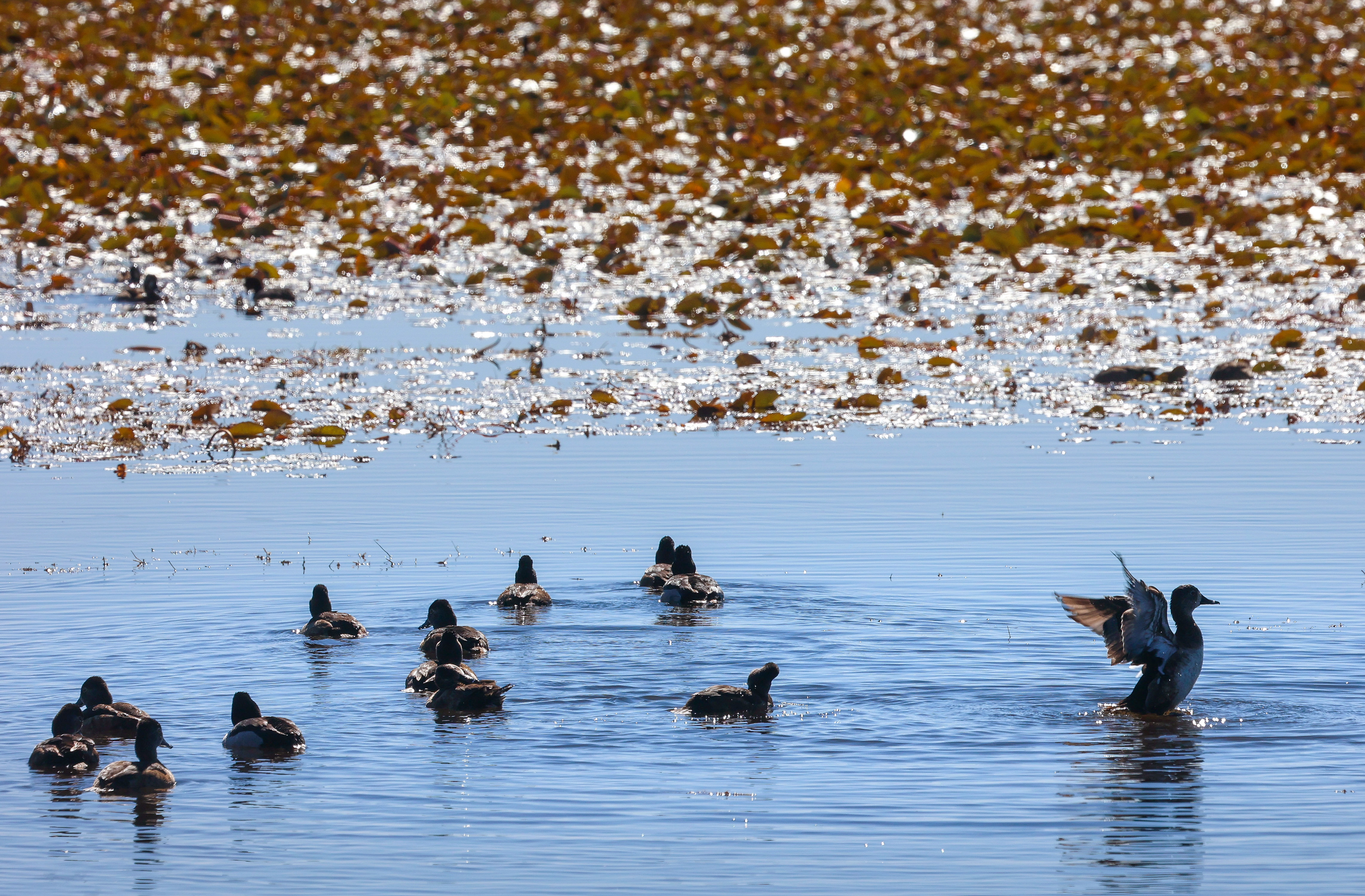 Ring-necked ducks in the wetlands on Lake Apopka Wildlife Drive,...