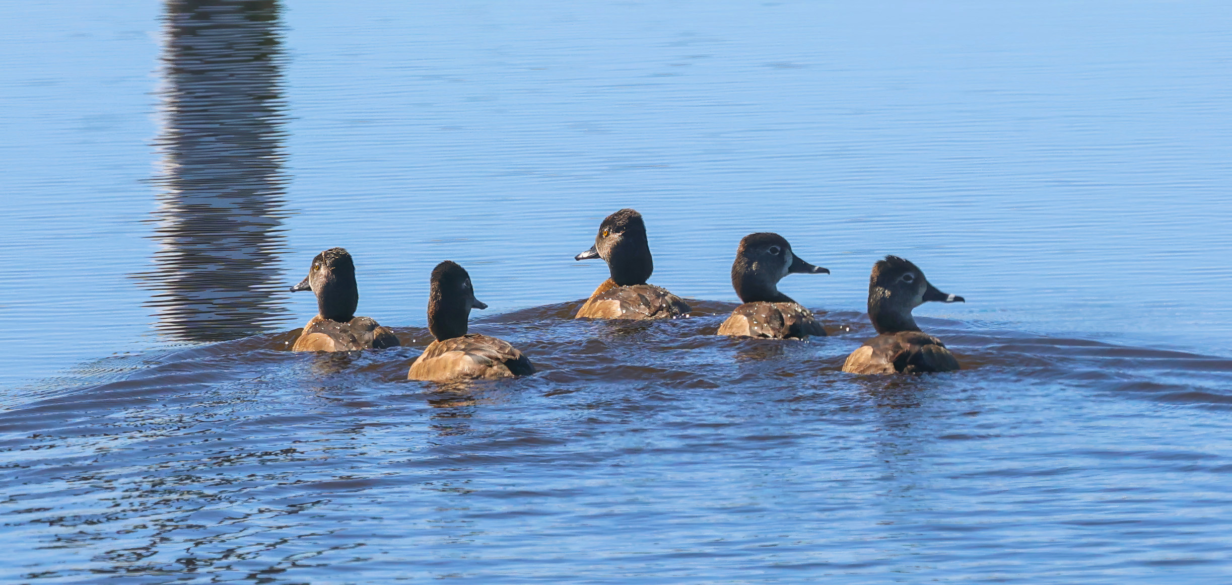 Ring-necked ducks in the wetlands on Lake Apopka Wildlife Drive,...