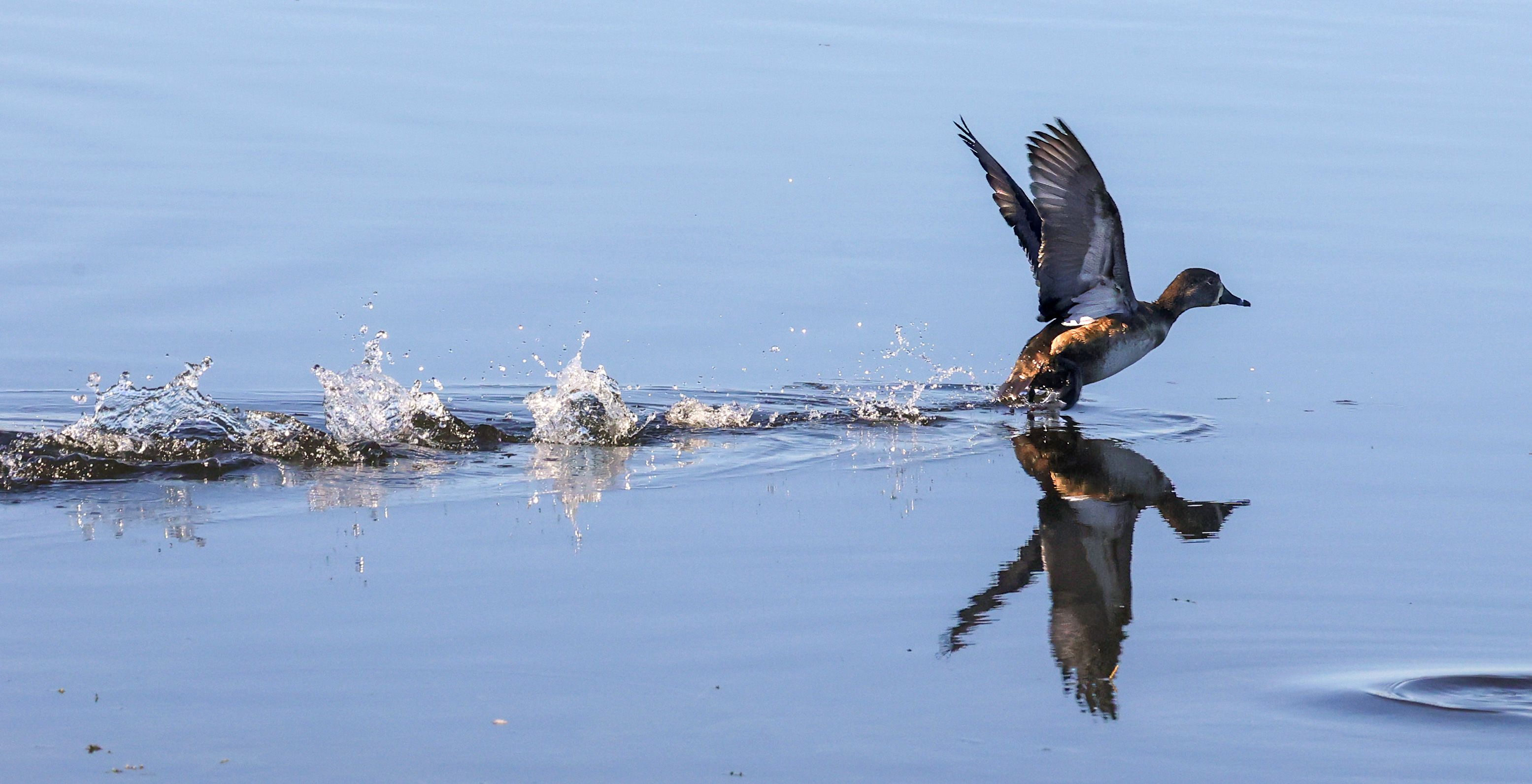 A ring-necked duck takes flight in the wetlands on Lake...
