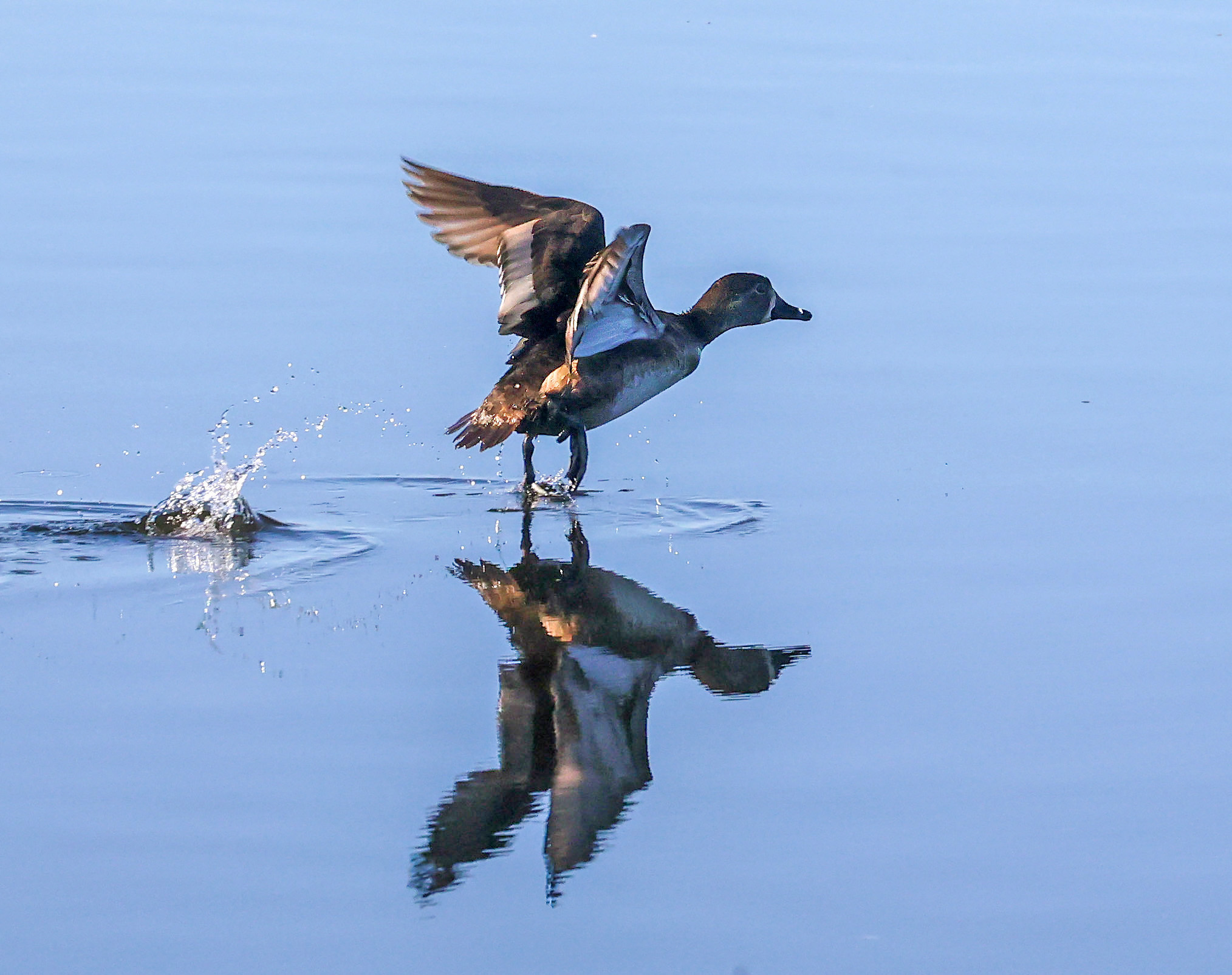 A ring-necked duck takes flight in the wetlands on Lake...